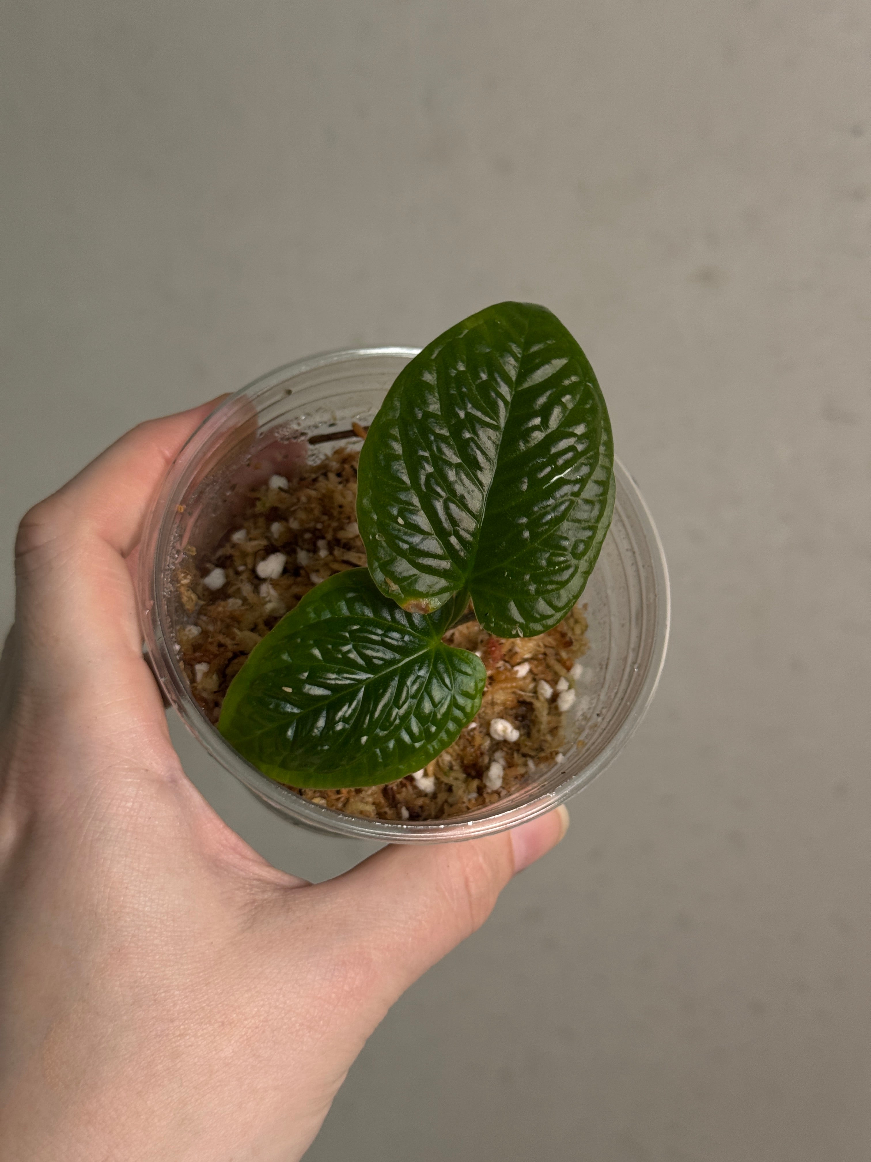 Anthurium Splendidum