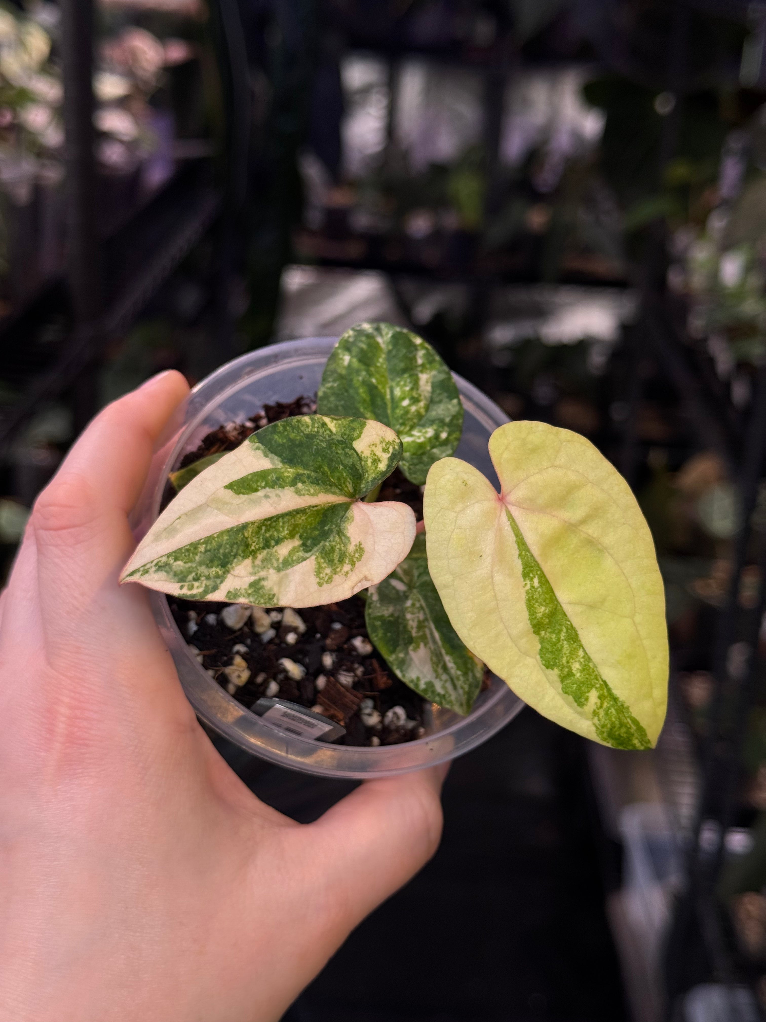 NFS: Anthurium Ace of Spades x Red Vein Dark Phoenix variegata