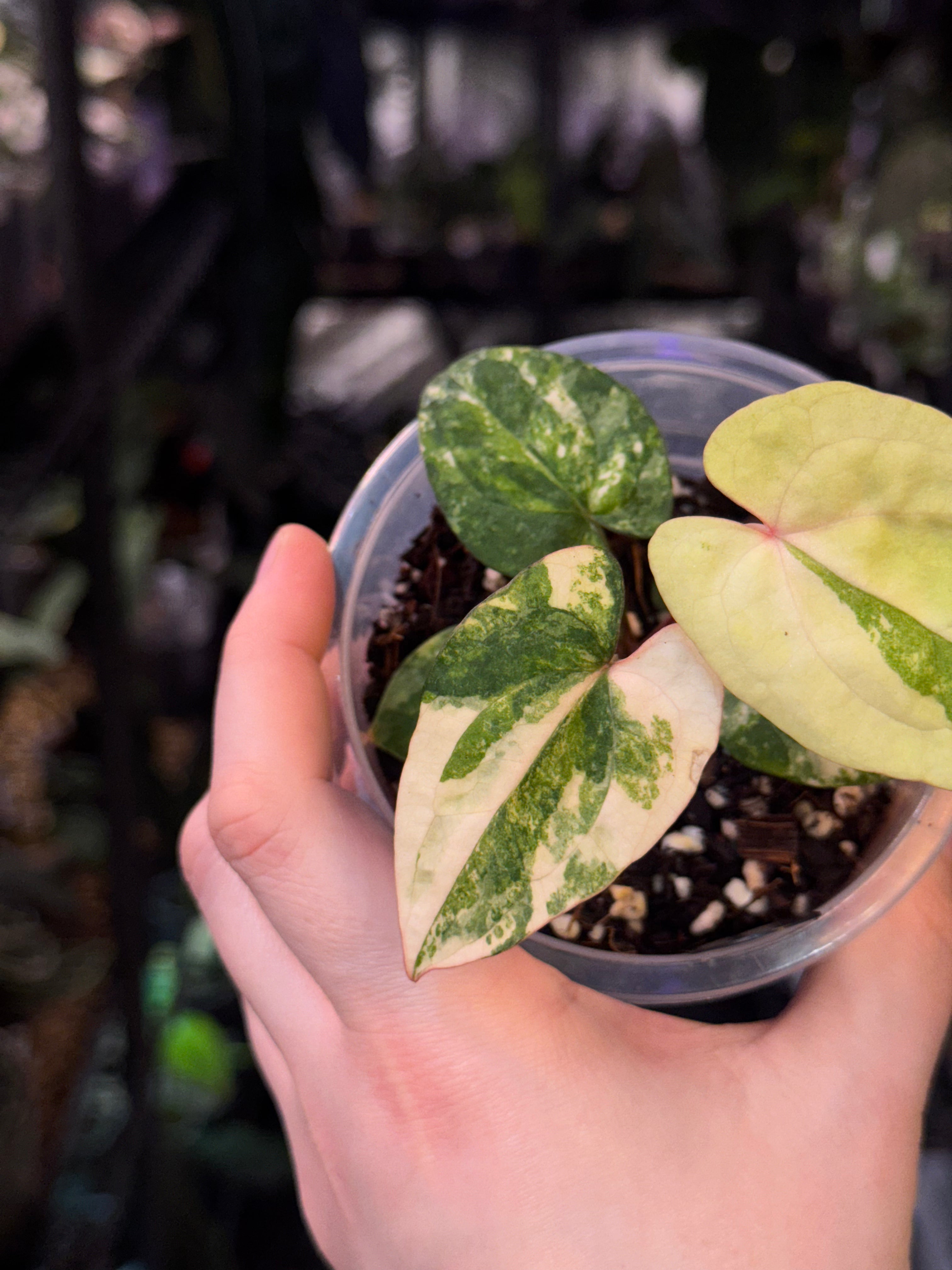 NFS: Anthurium Ace of Spades x Red Vein Dark Phoenix variegata