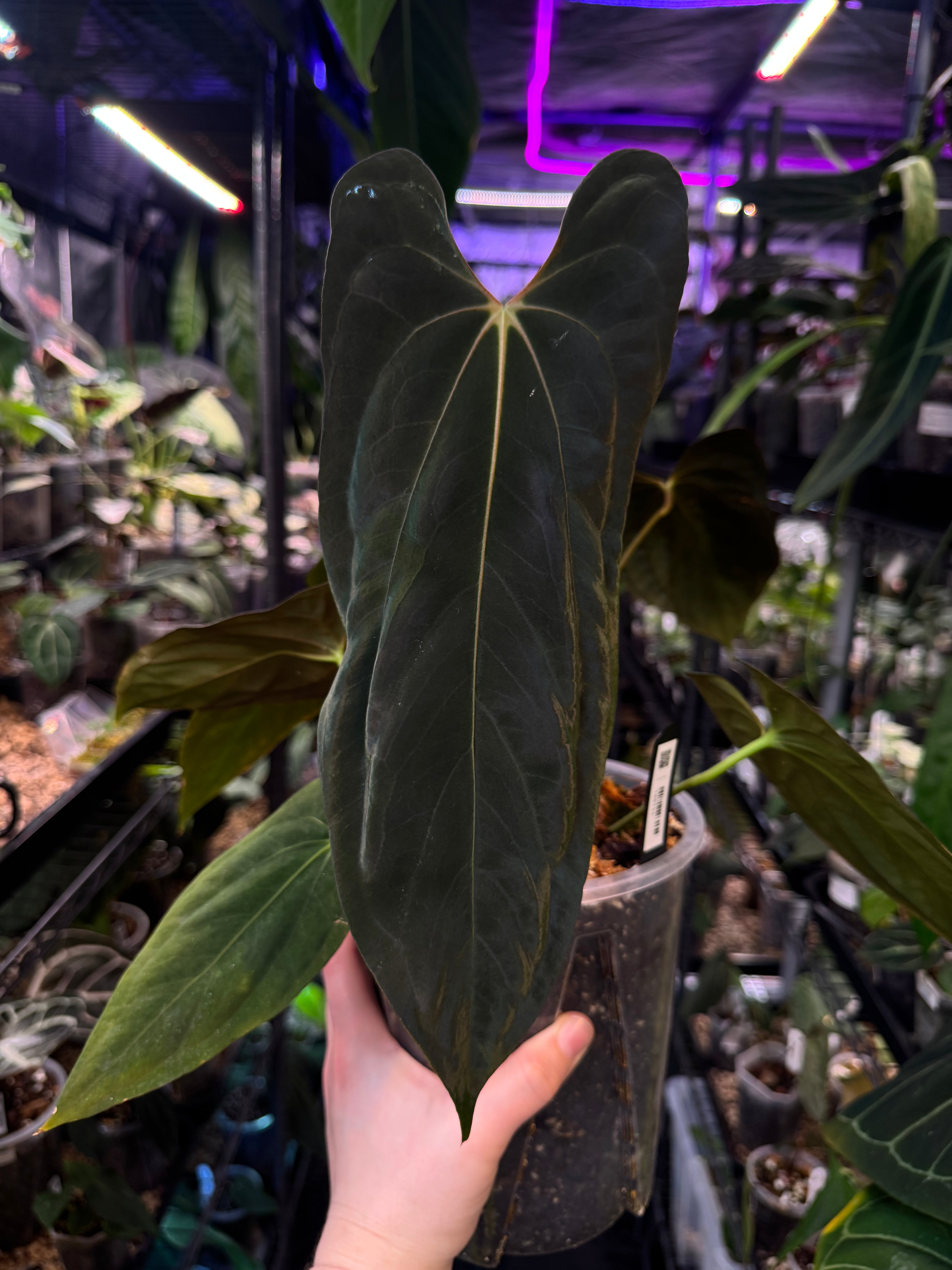 NFS: Anthurium Fort Sherman