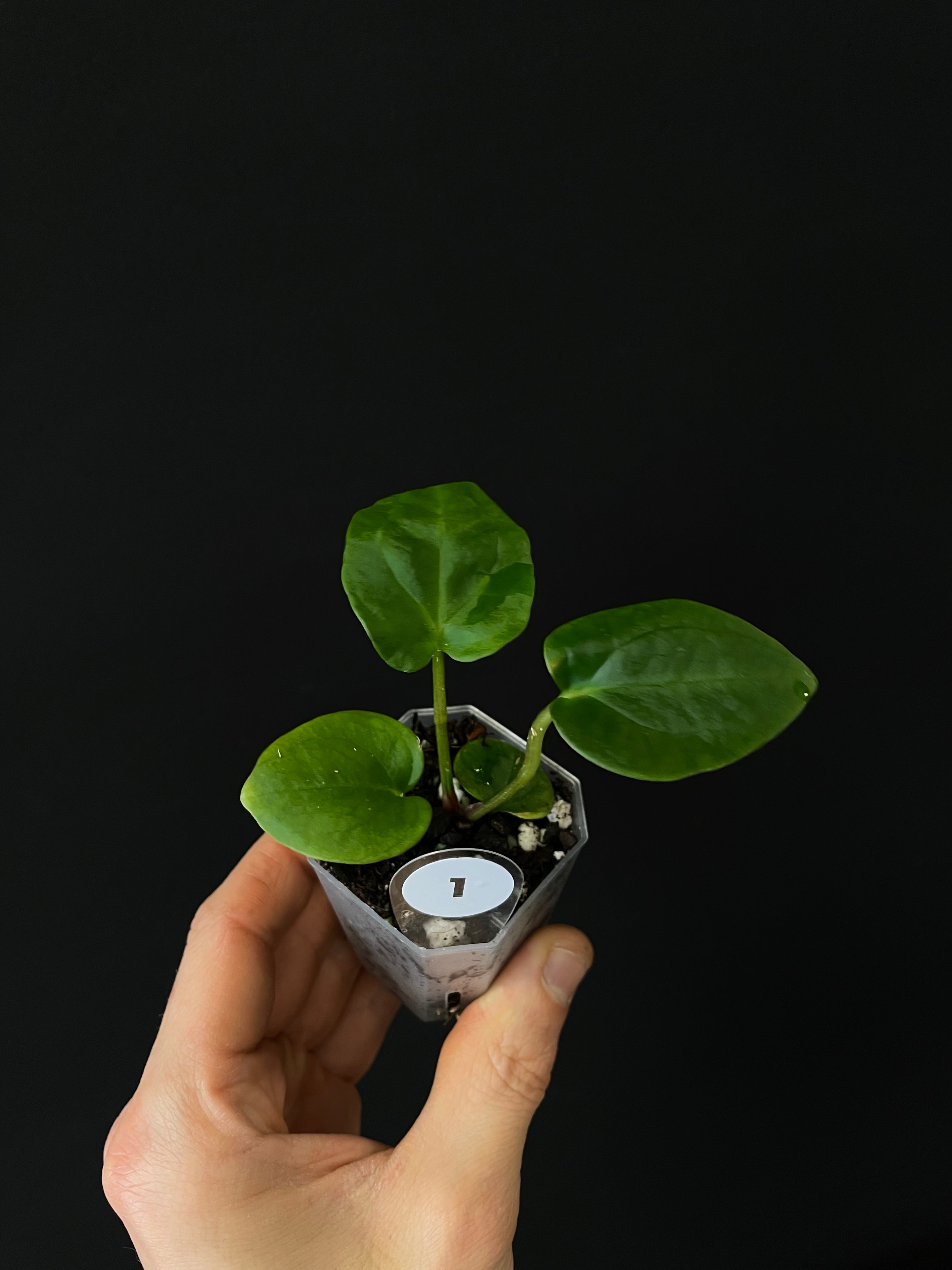 Anthurium Portillae 'Dorito' S1 x (Dressleri F2 x Carlablackiae 'Amanda')