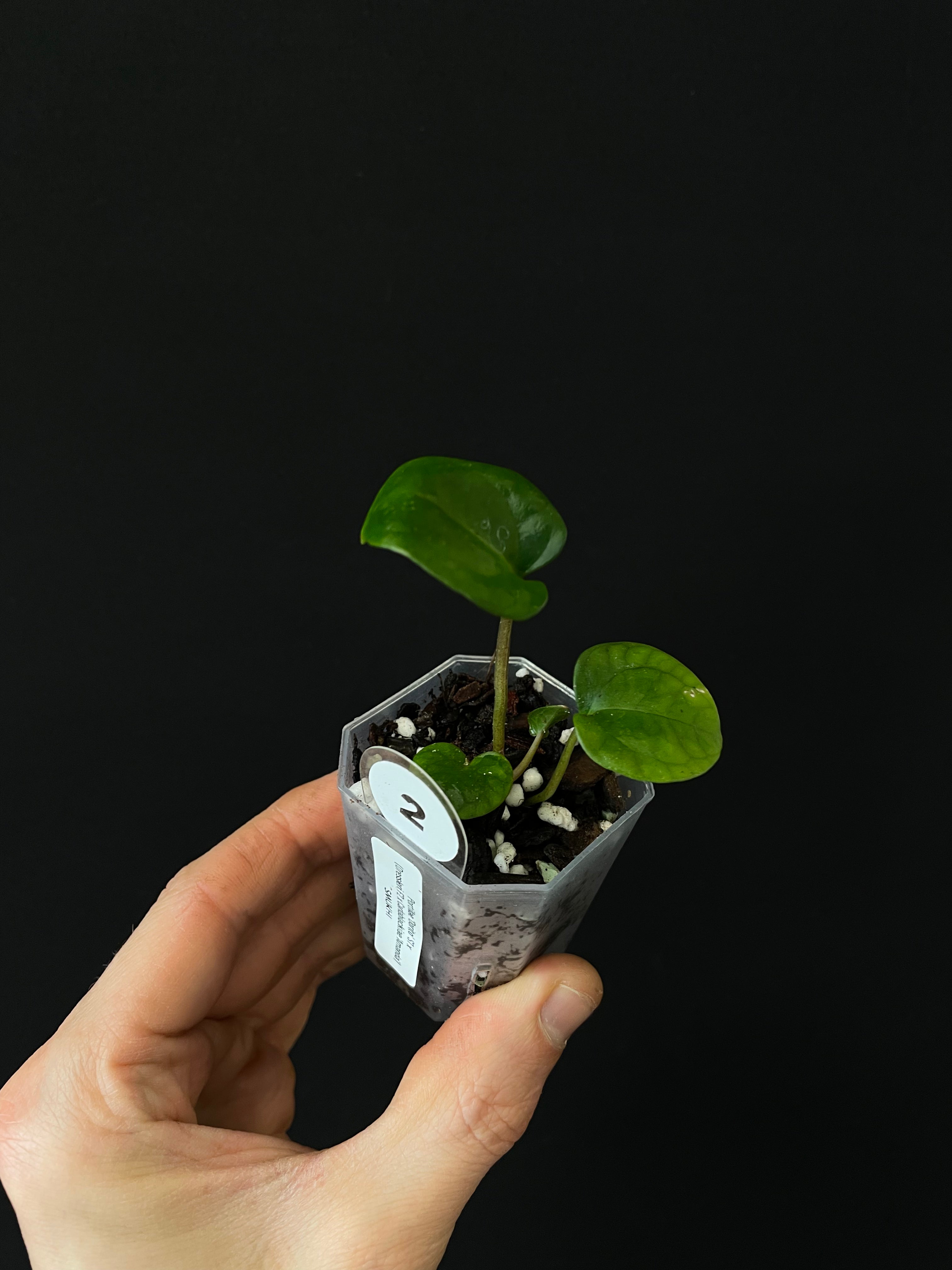 Anthurium Portillae 'Dorito' S1 x (Dressleri F2 x Carlablackiae 'Amanda')