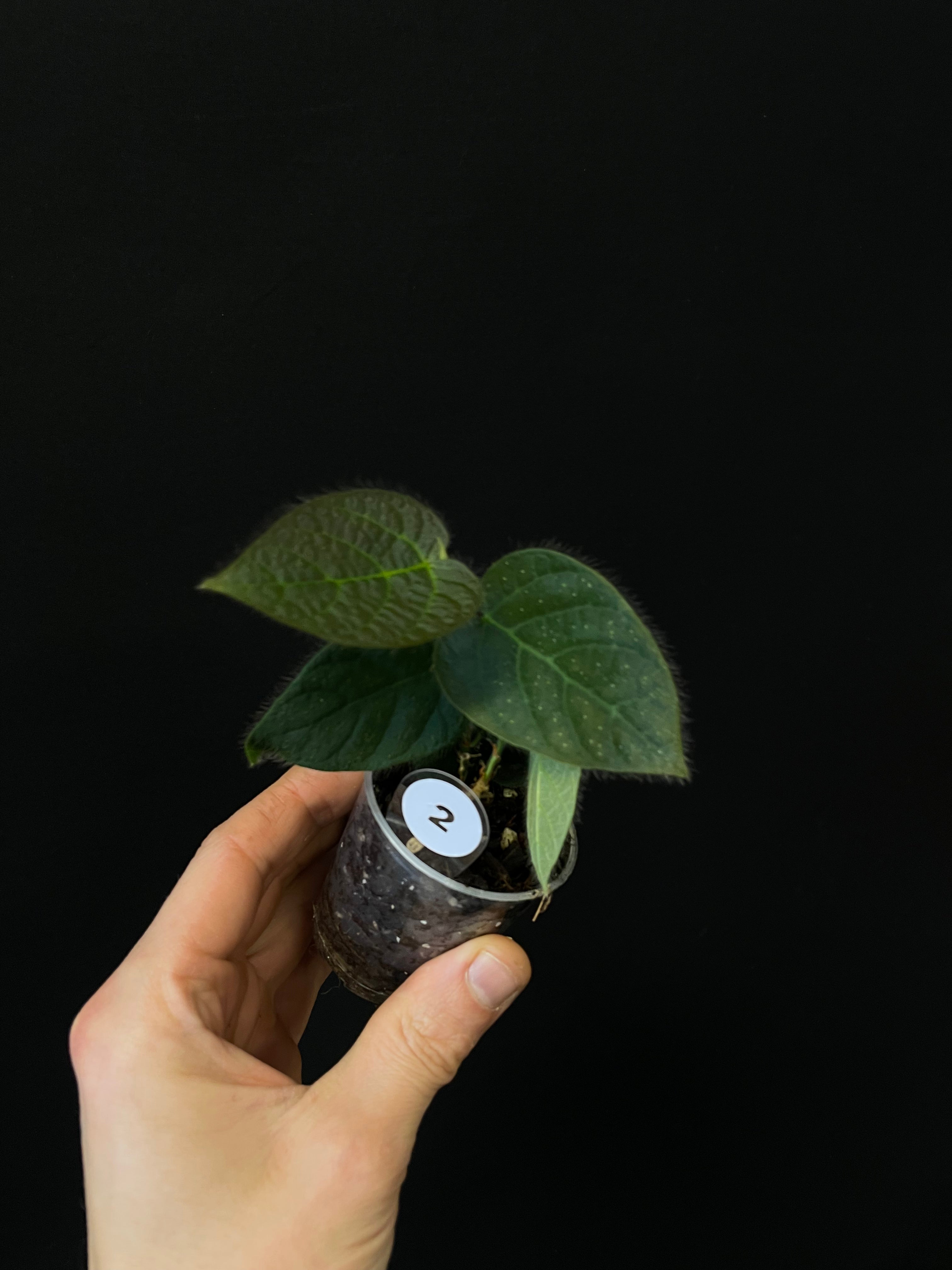 Ficus Villosa