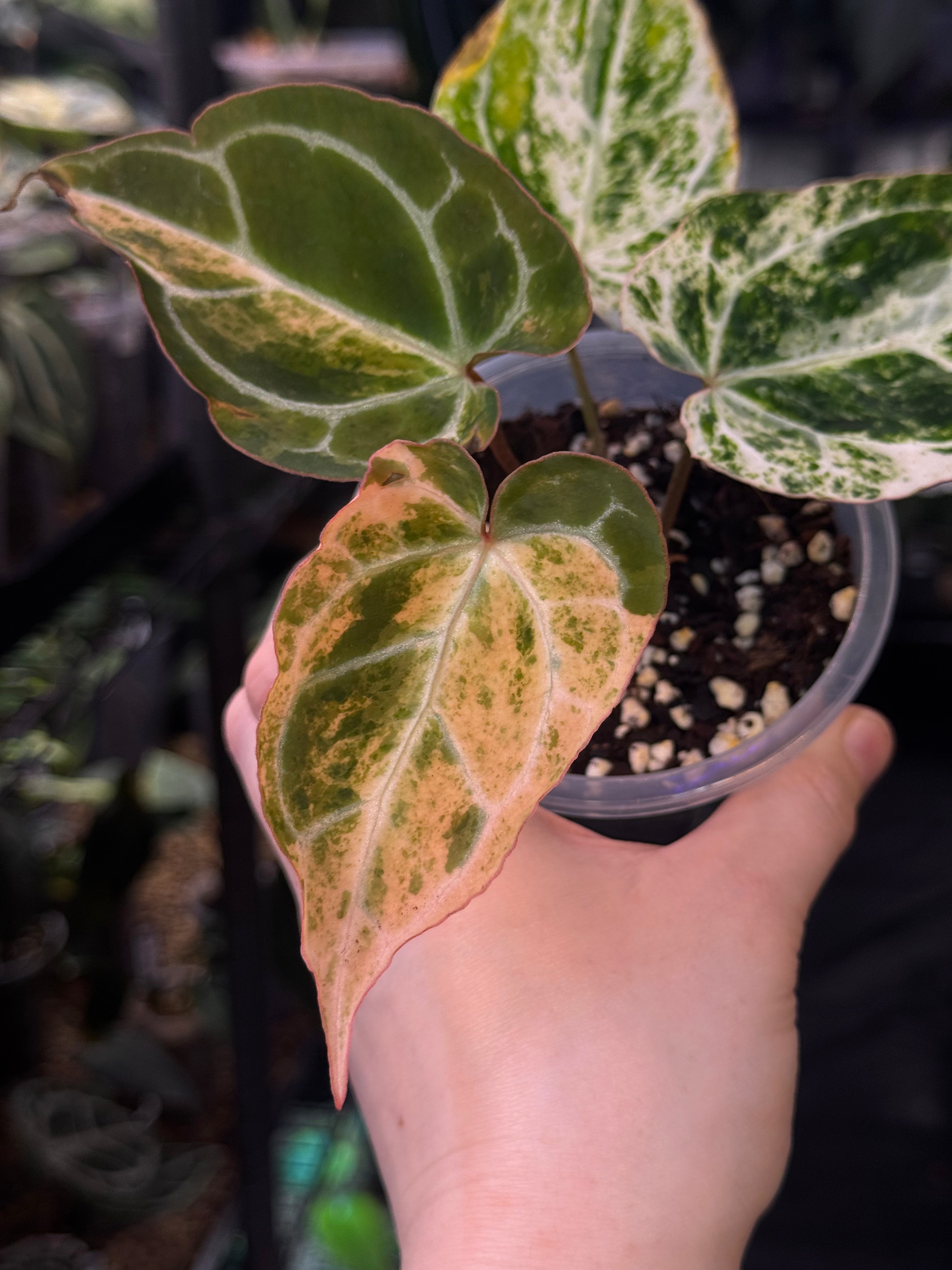 NFS: Anthurium Crystallinum variegata