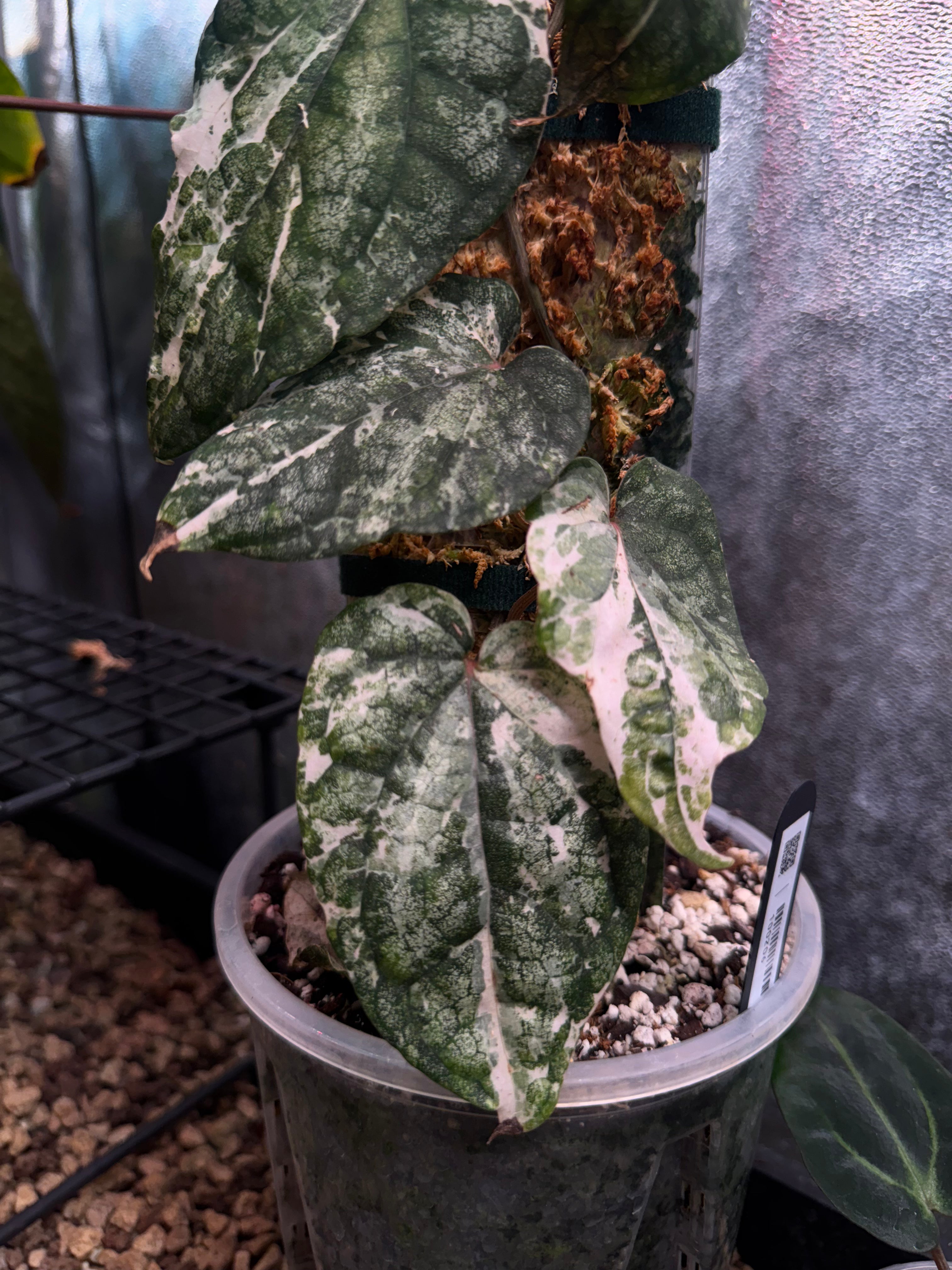 NFS: Piper Sylvaticum variegata