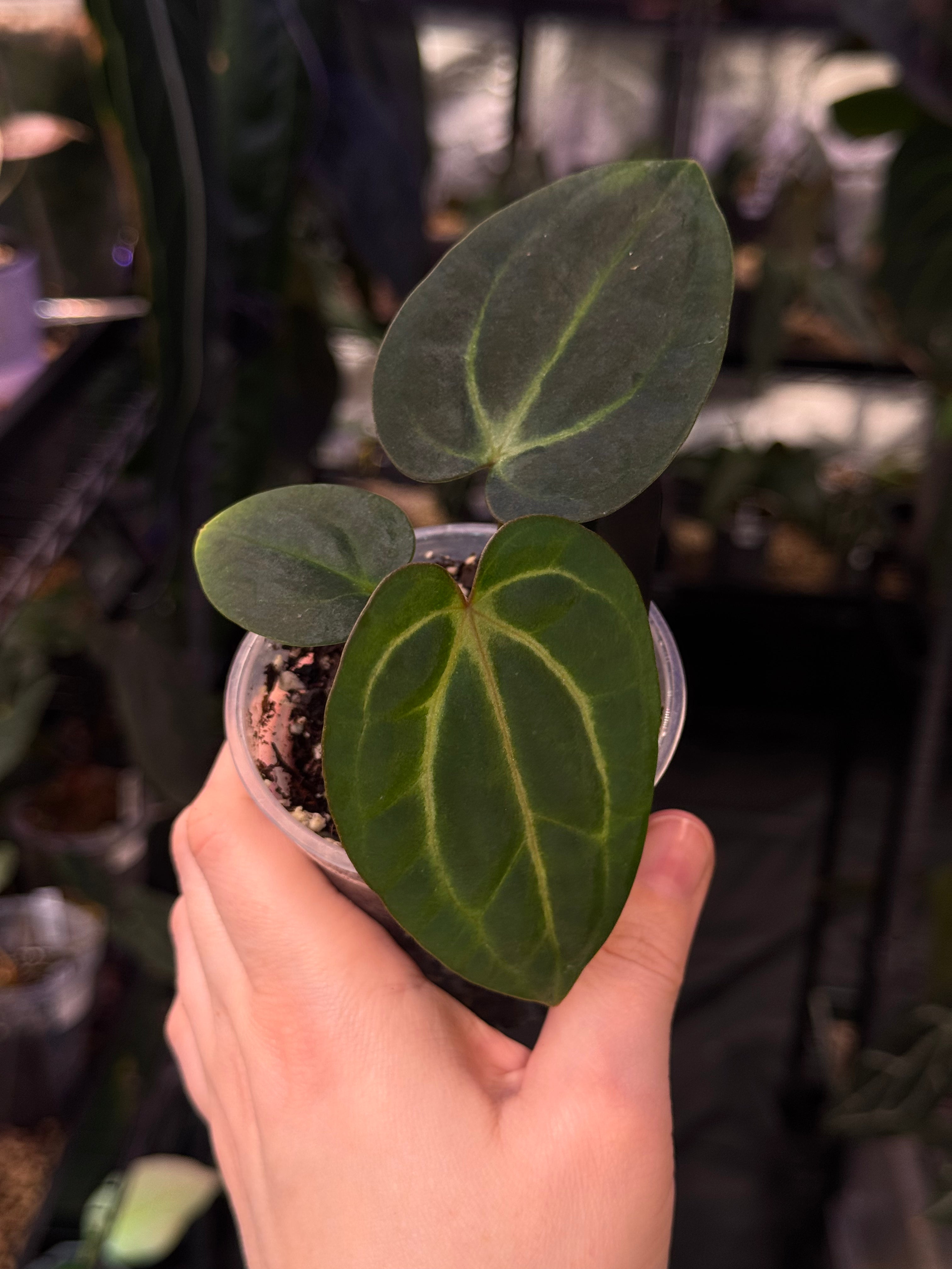 NFS: Anthurium Carlablackiae RA10 x BUZ1