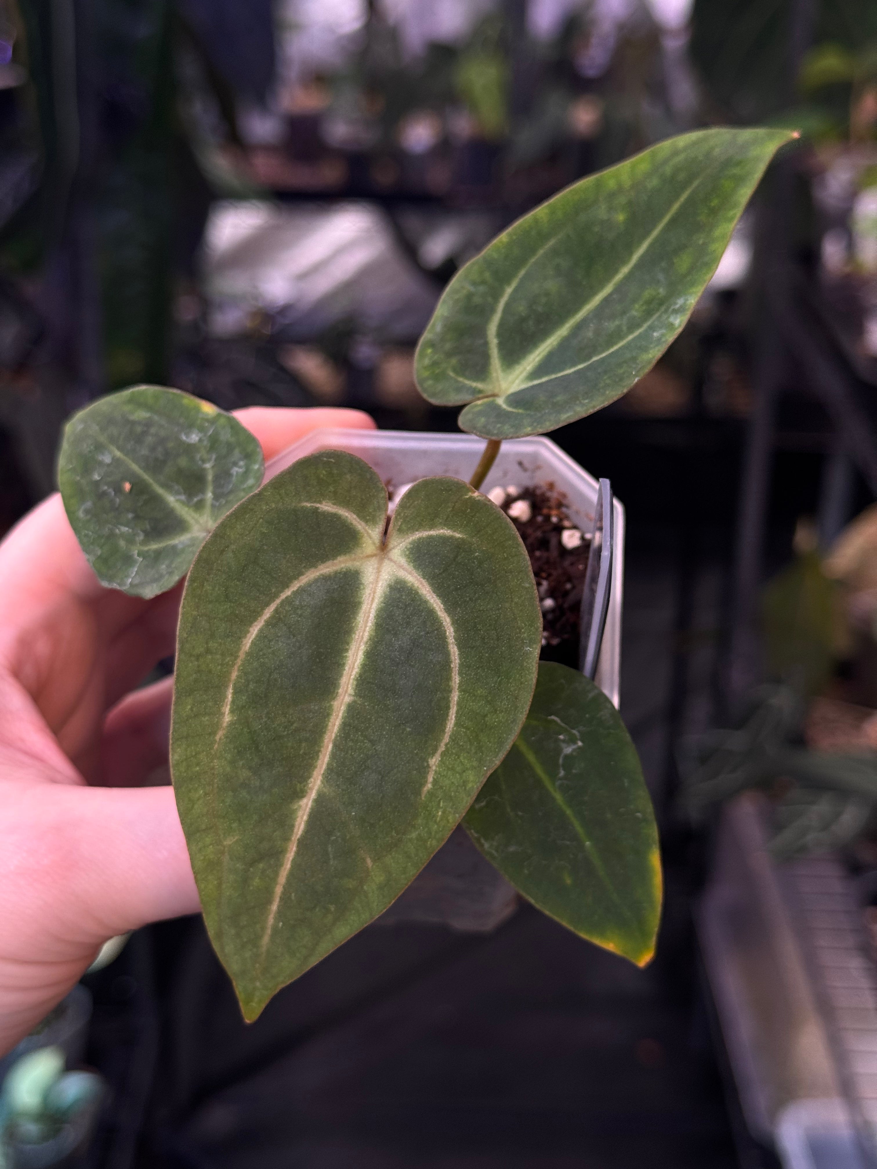 NFS: Anthurium (Carlablackiae GPH-001 x self) x (Papillilaminum RA5 x self)