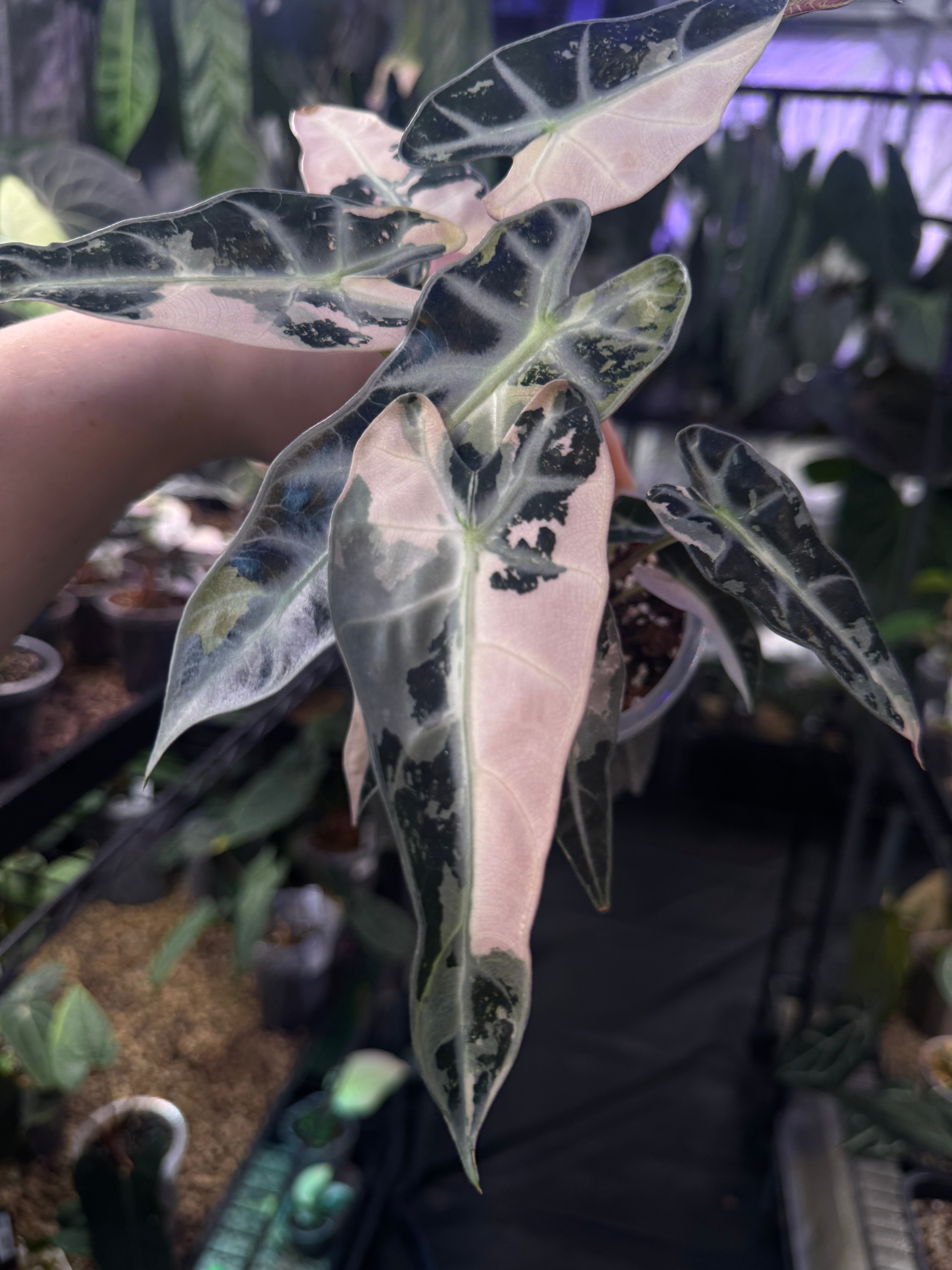 NFS: Alocasia Bambino Pink Variegata