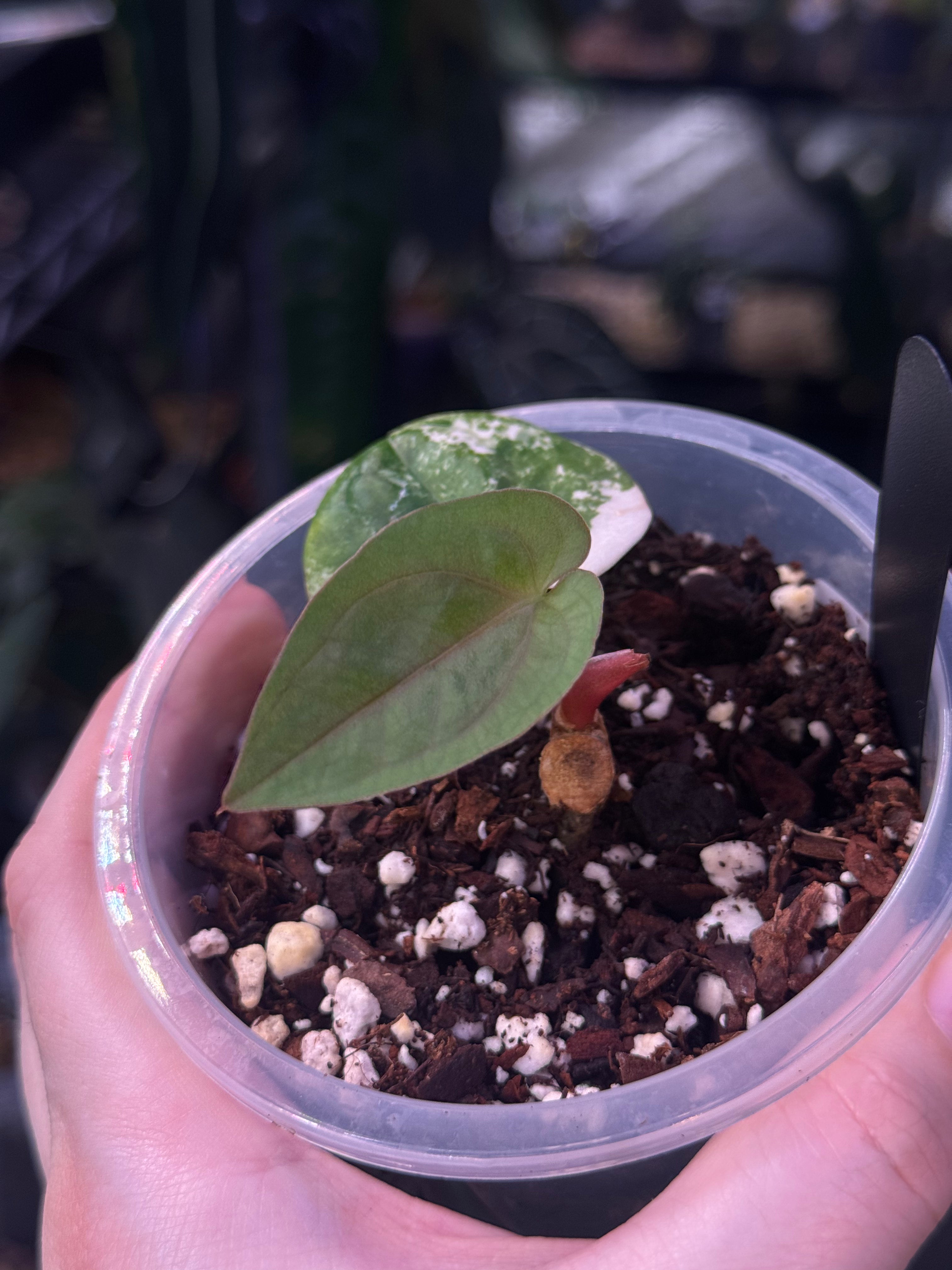 NFS: Anthurium Papillilaminum x variegata