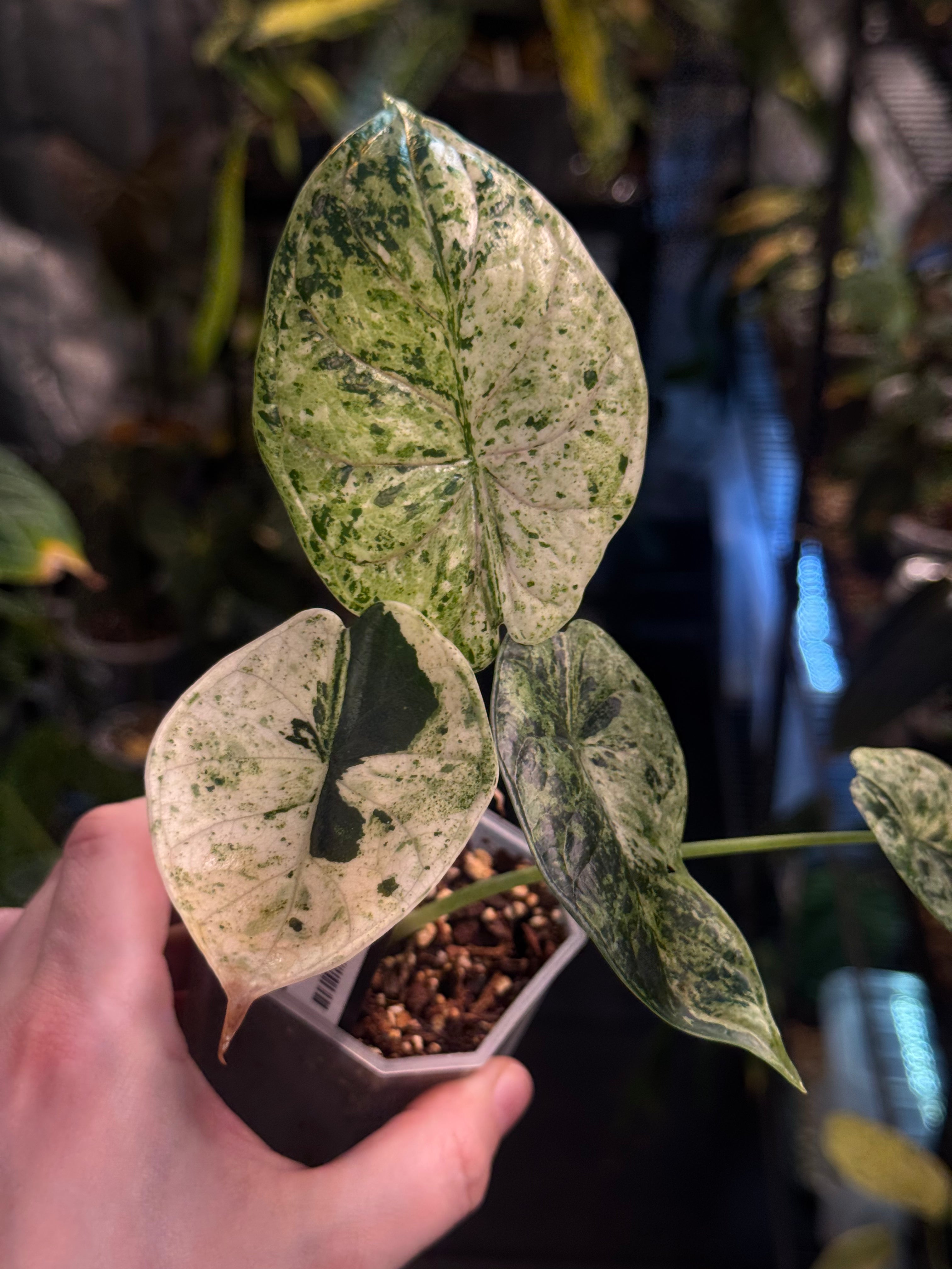 NFS: Alocasia Dragon Scale Mint Variegata