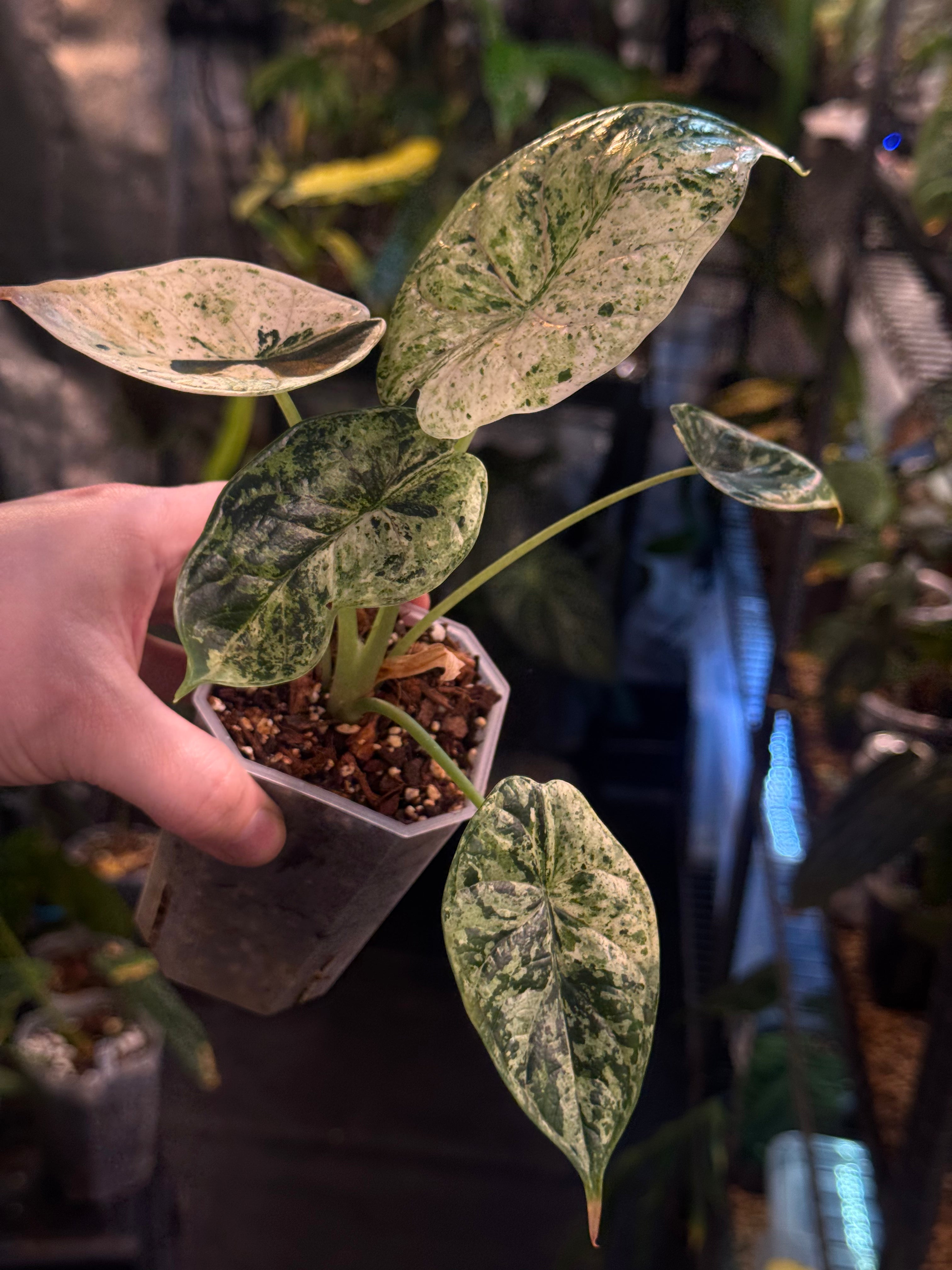 NFS: Alocasia Dragon Scale Mint Variegata