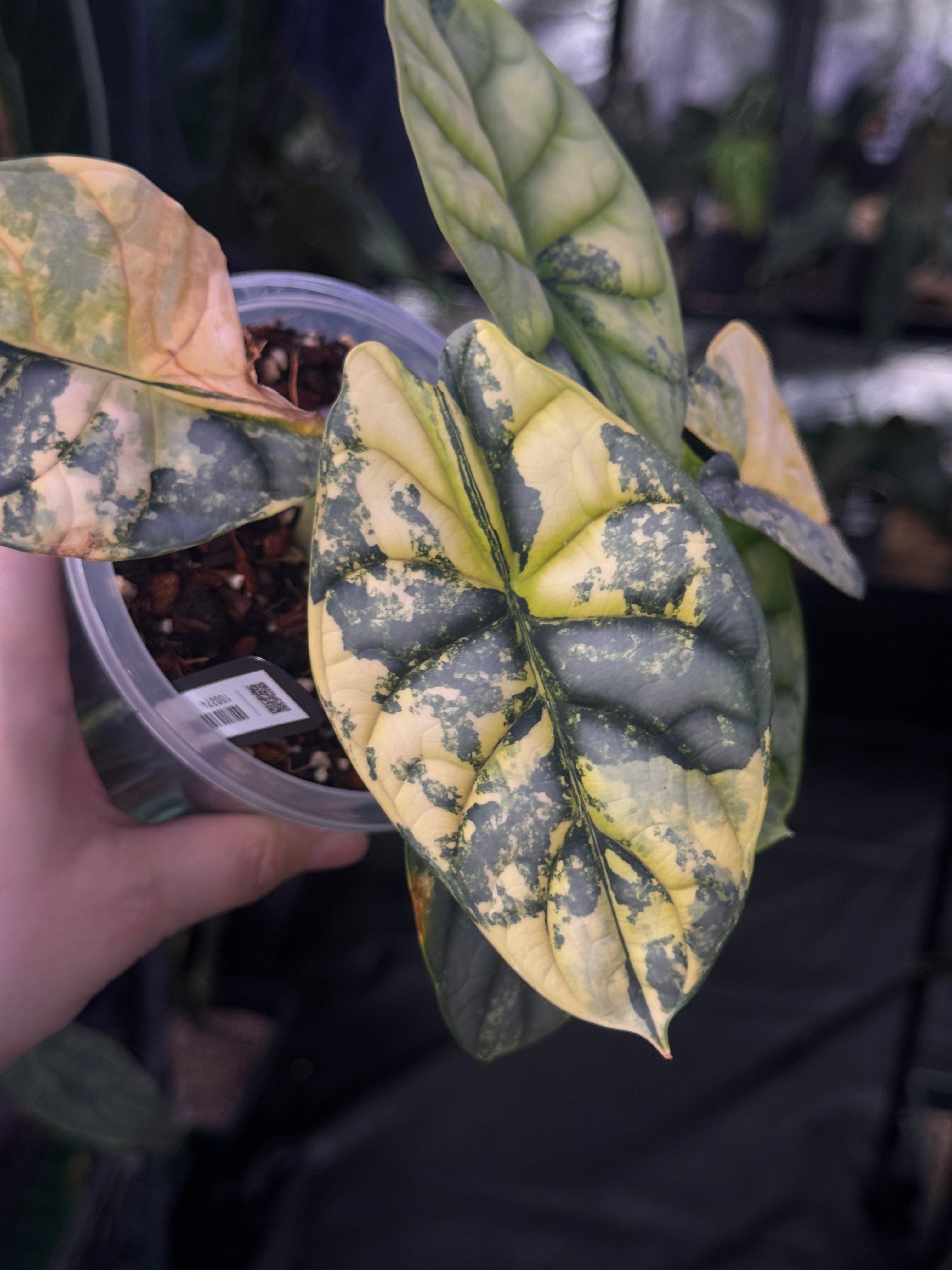 NFS: Alocasia Silver Dragon Variegata