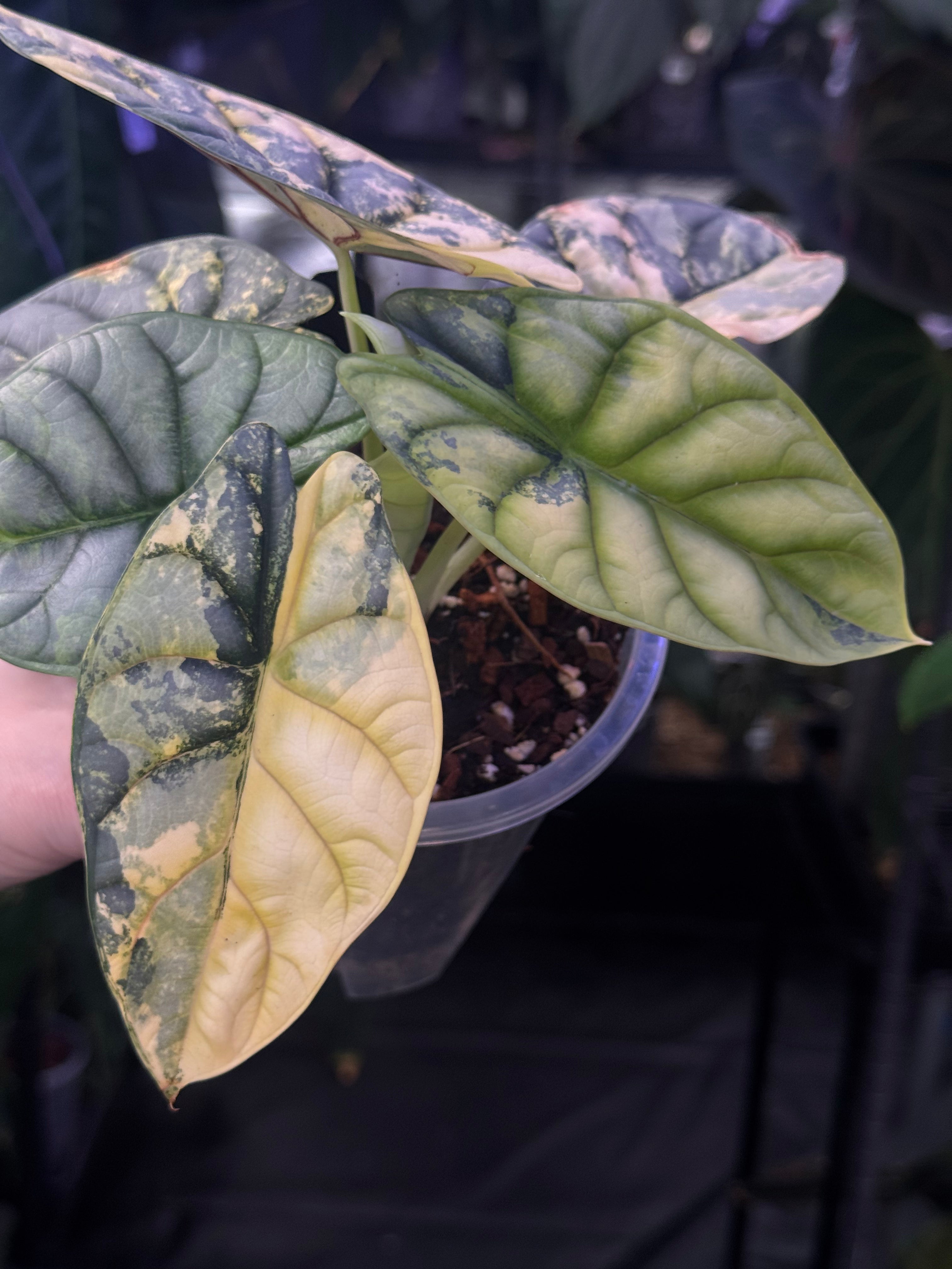 NFS: Alocasia Silver Dragon Variegata