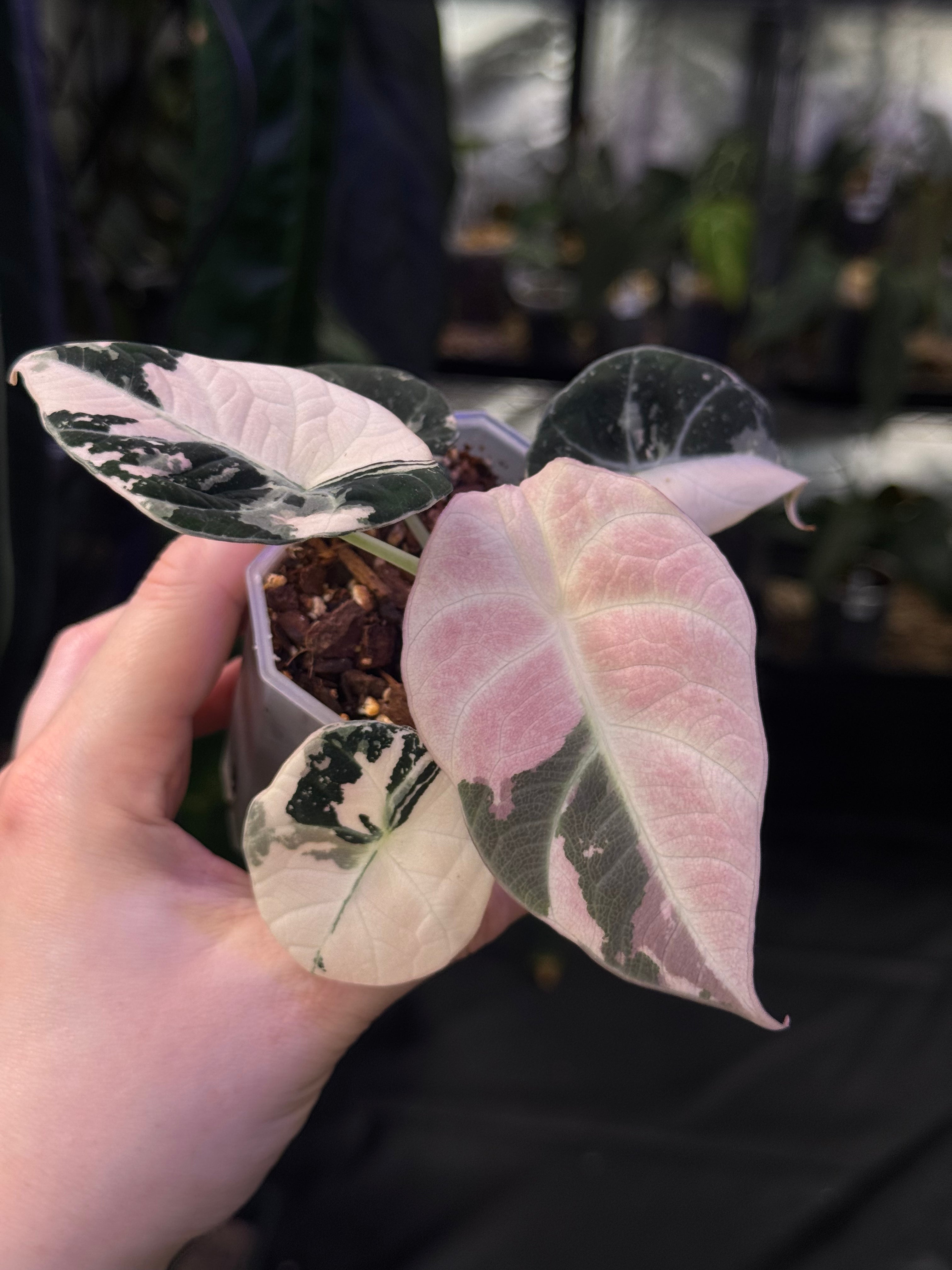 NFS: Alocasia Black Velvet Pink Variegata