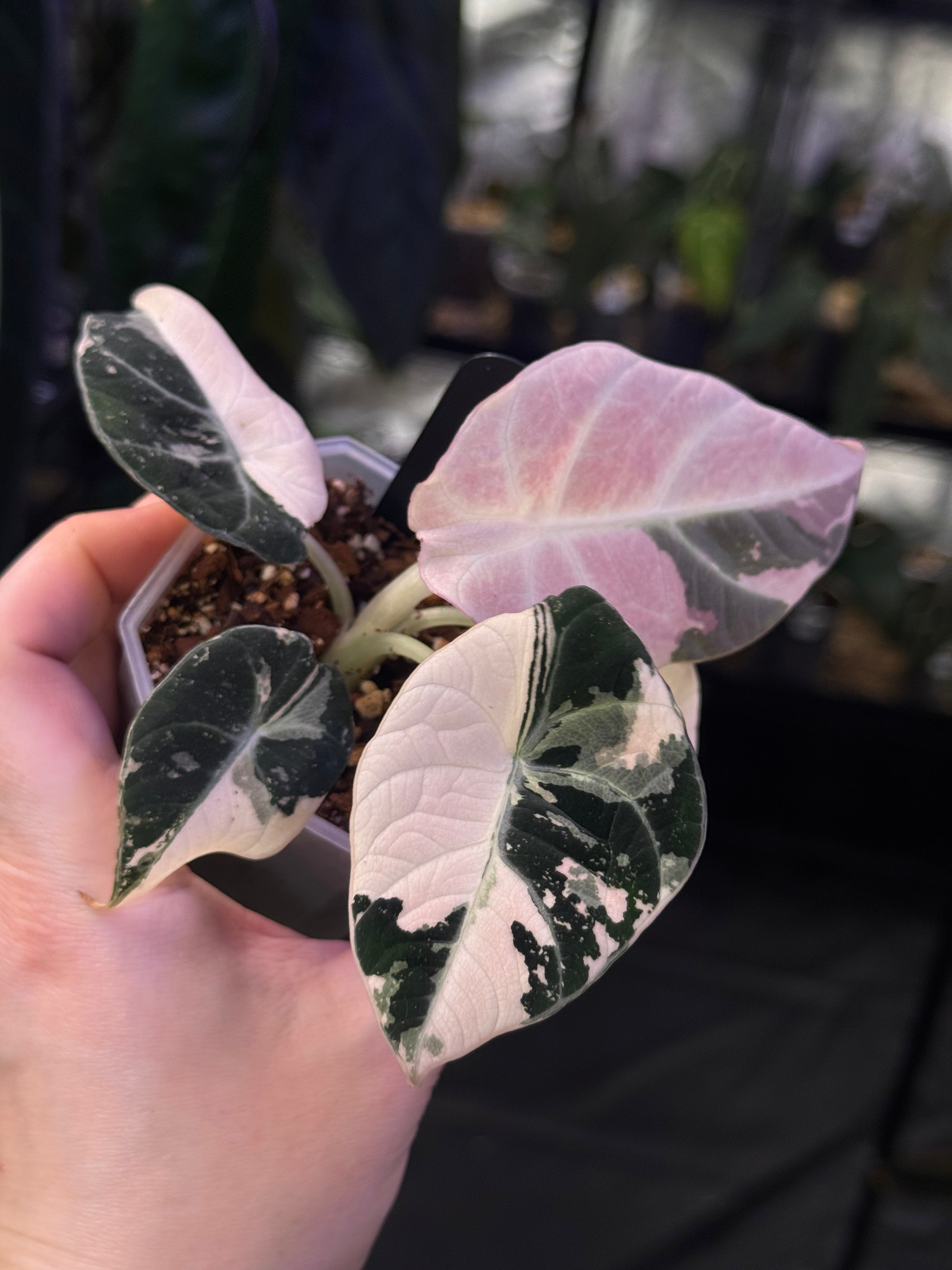 NFS: Alocasia Black Velvet Pink Variegata