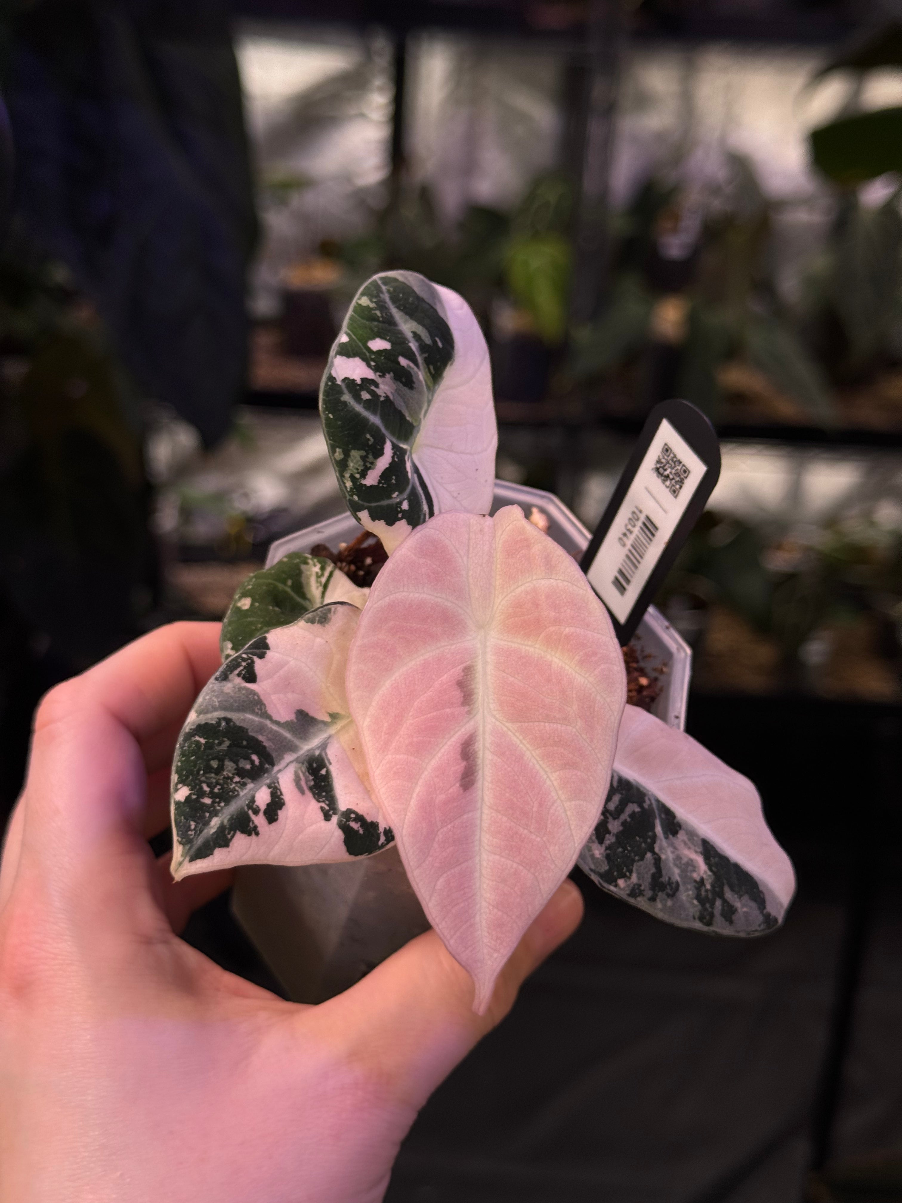 NFS: Alocasia Black Velvet Pink Variegata