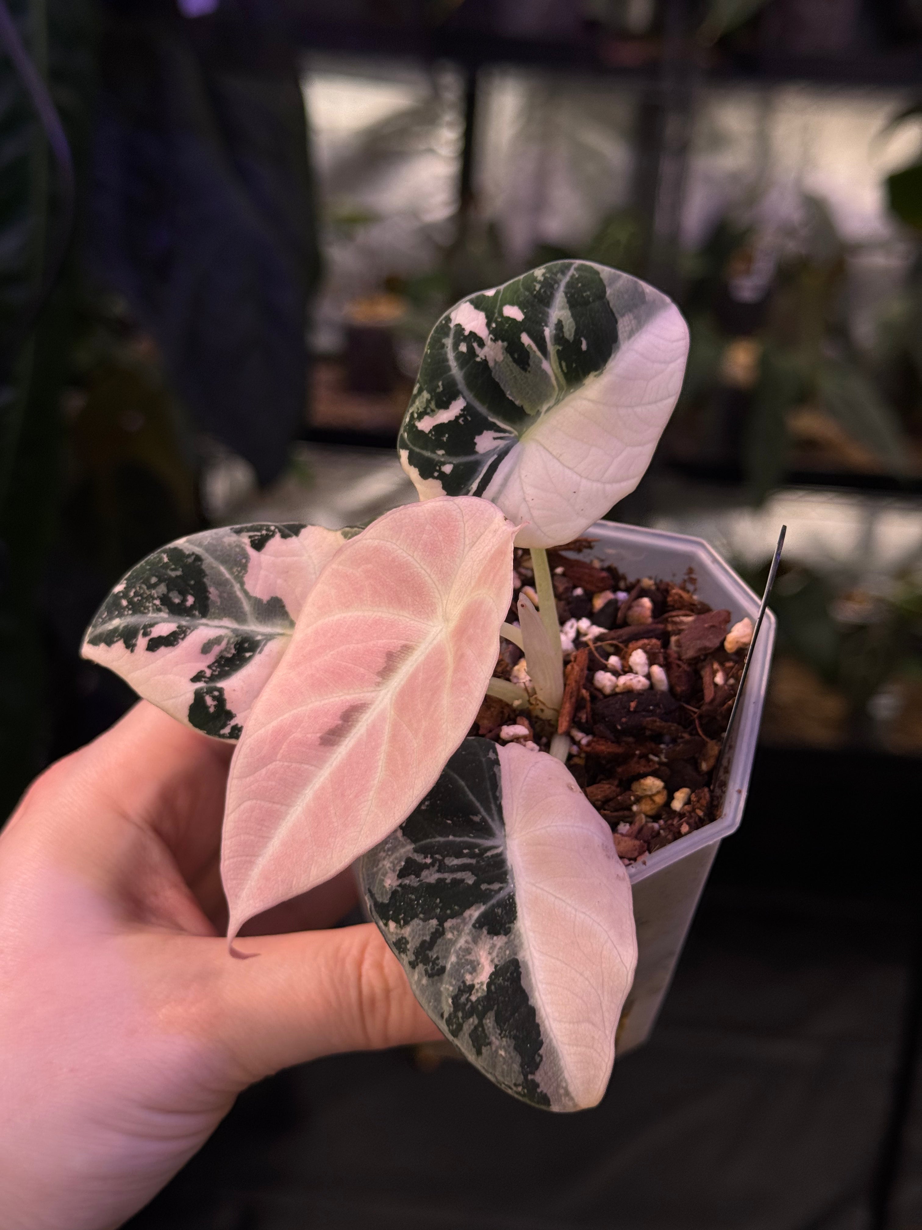 NFS: Alocasia Black Velvet Pink Variegata