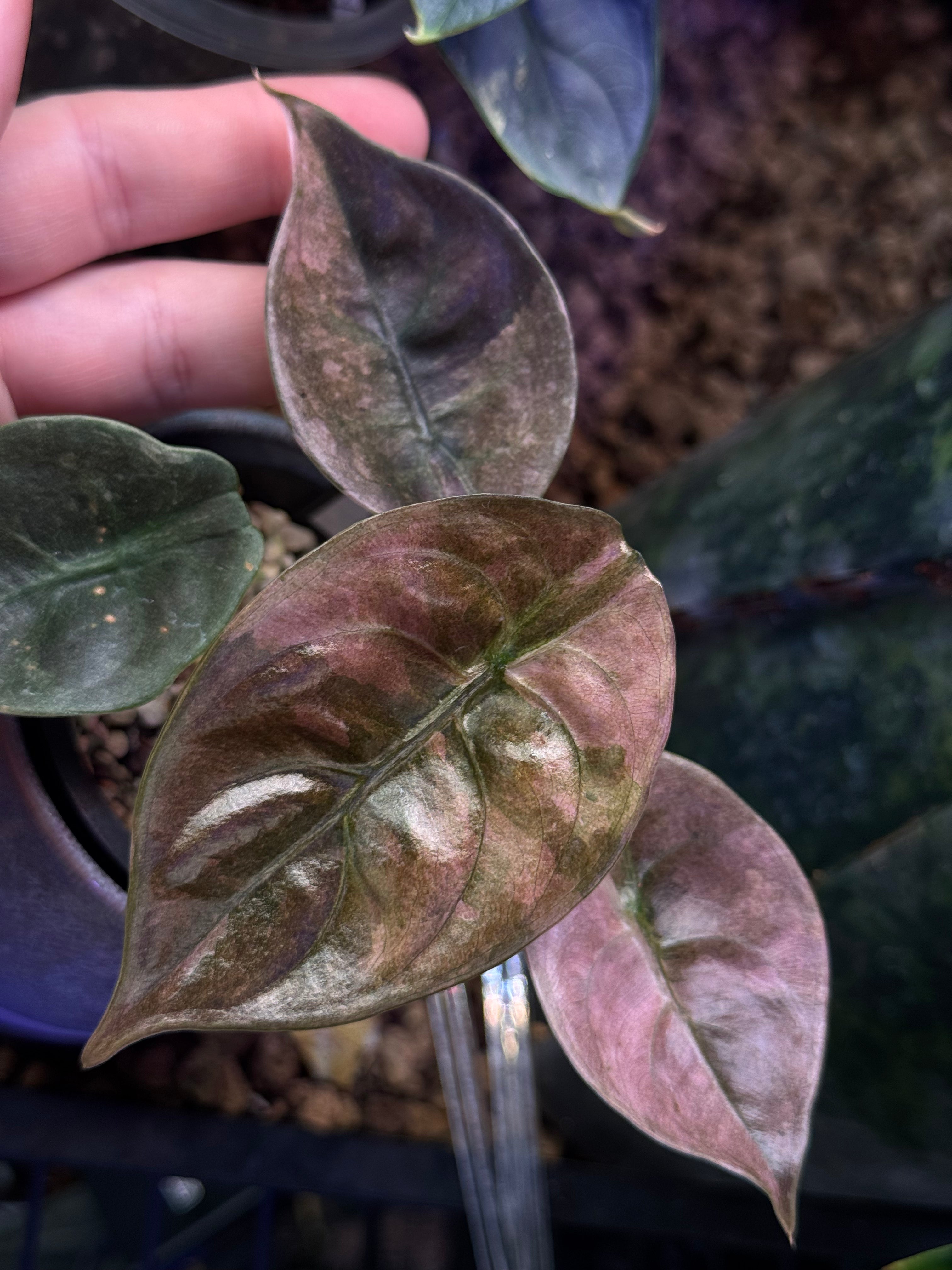 NFS: Alocasia Cuprea Variegata