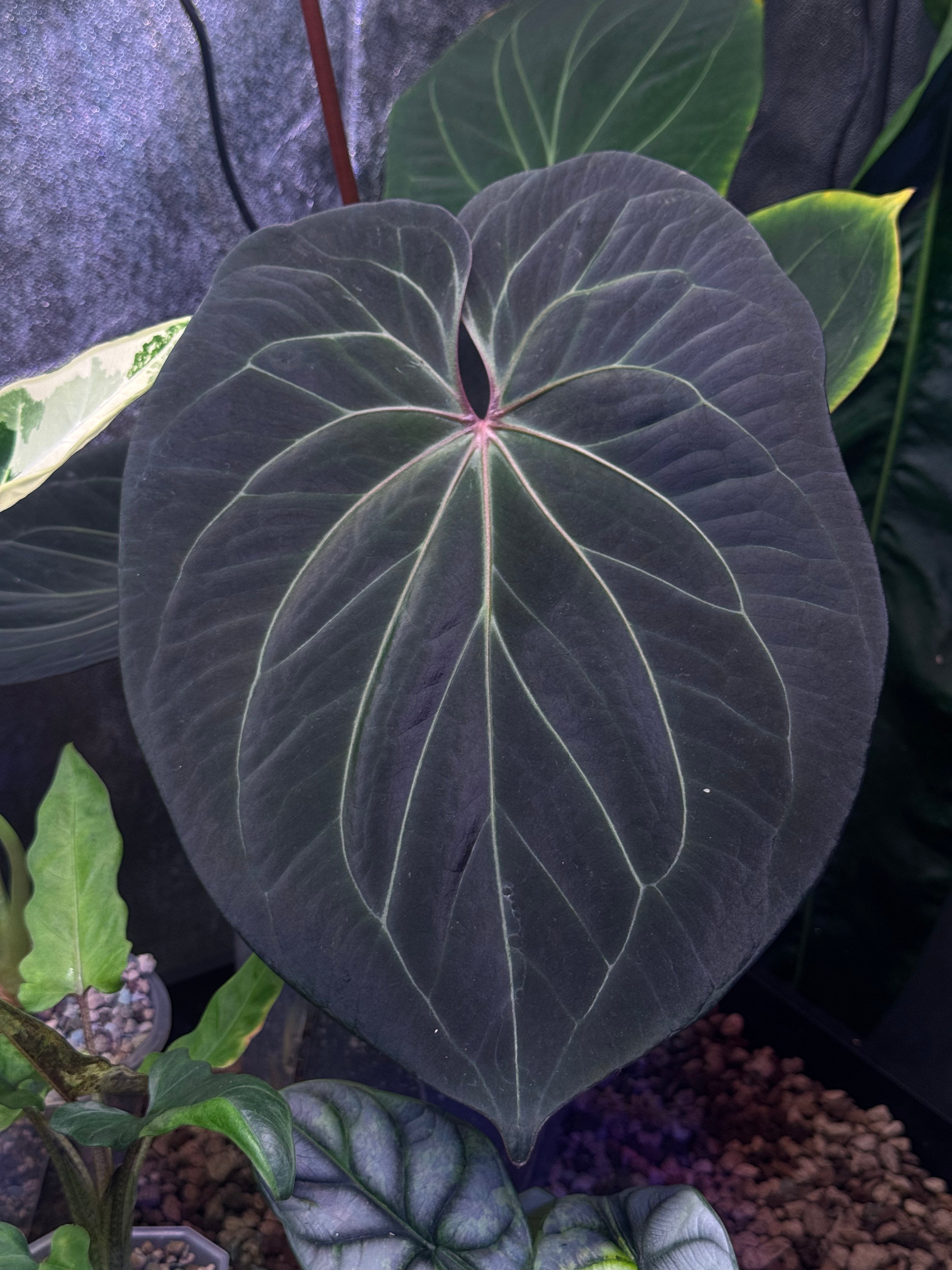 NFS: Anthurium King Of Spades / HU