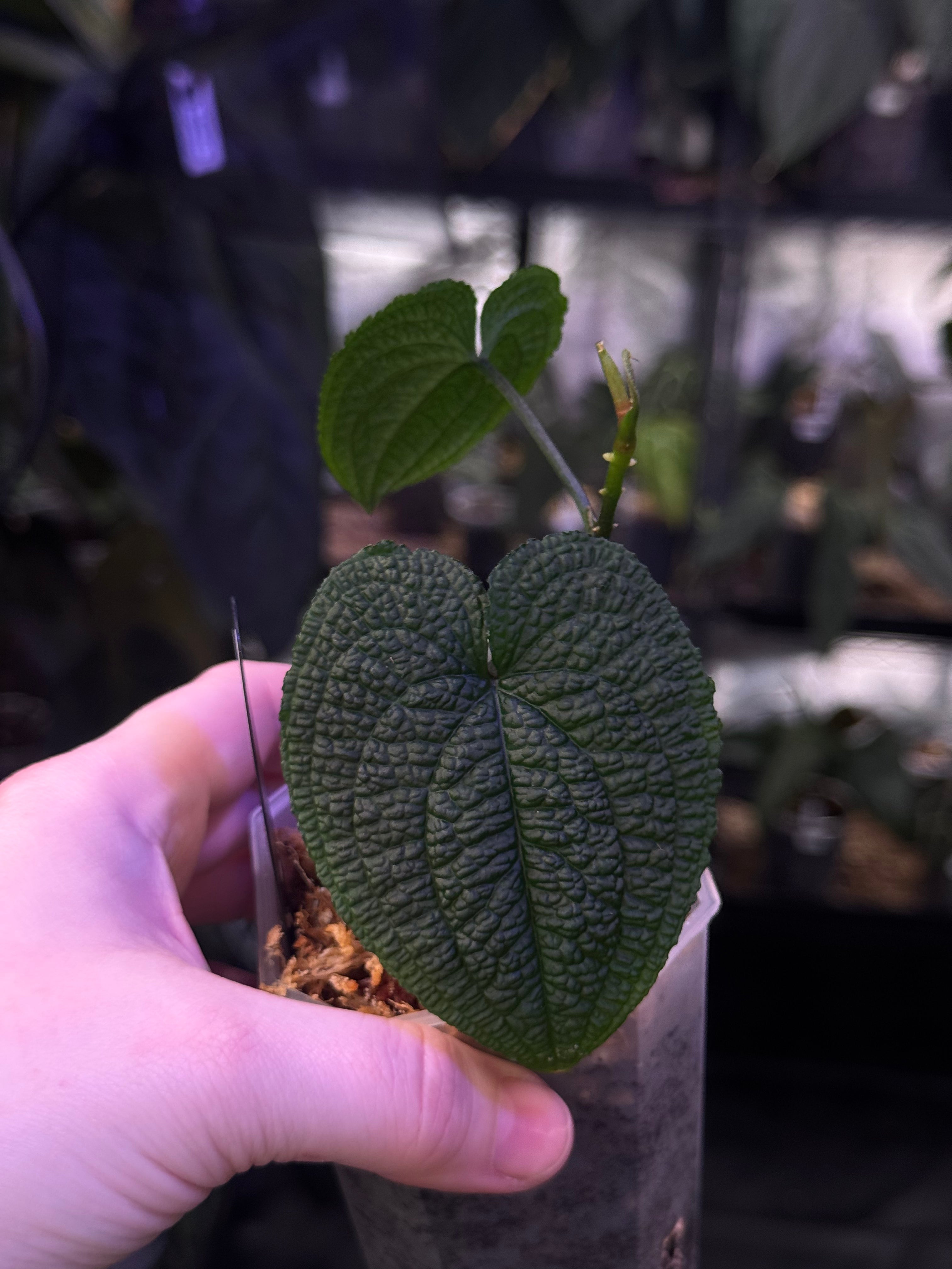 NFS: Anthurium Clidemioides