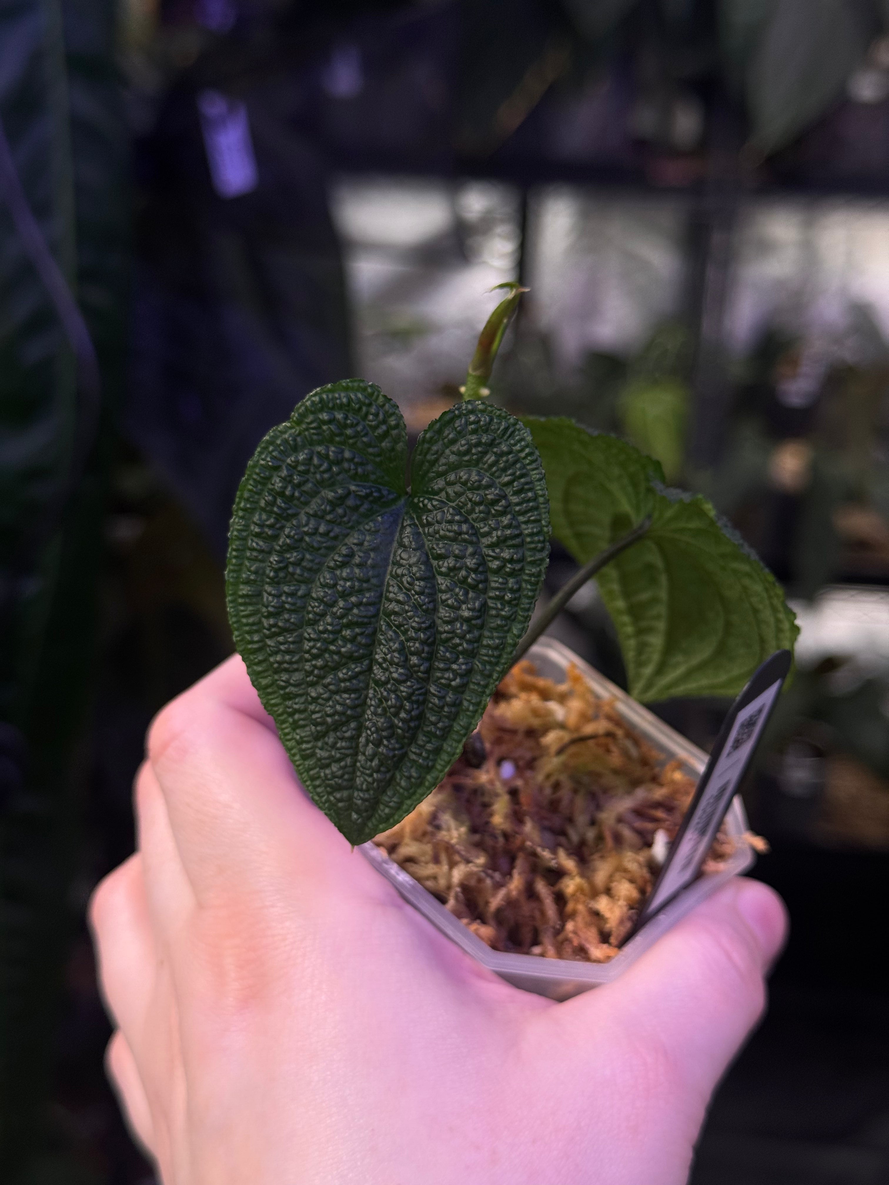 NFS: Anthurium Clidemioides