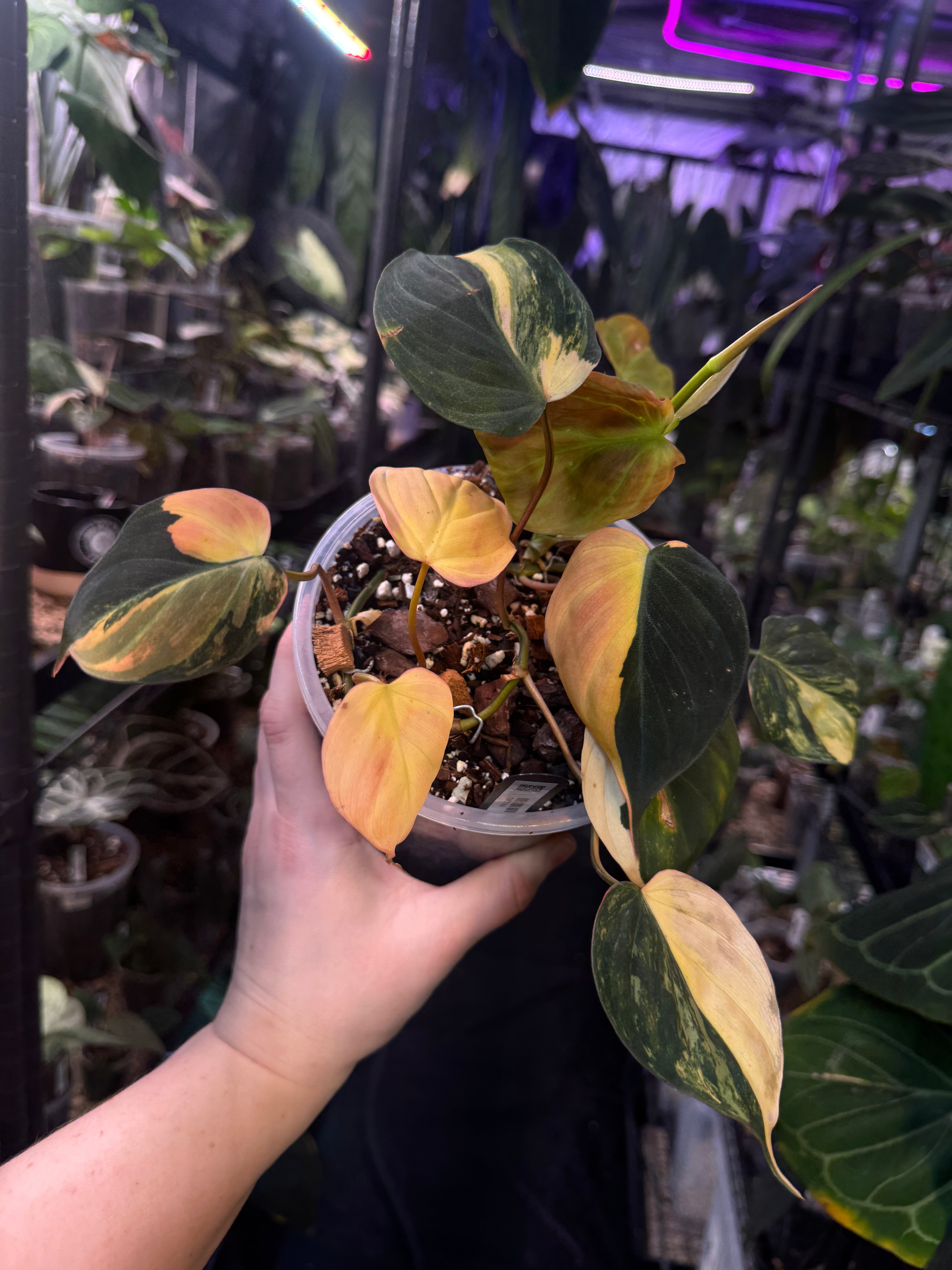 NFS: Anthurium Micans variegata (aurea)