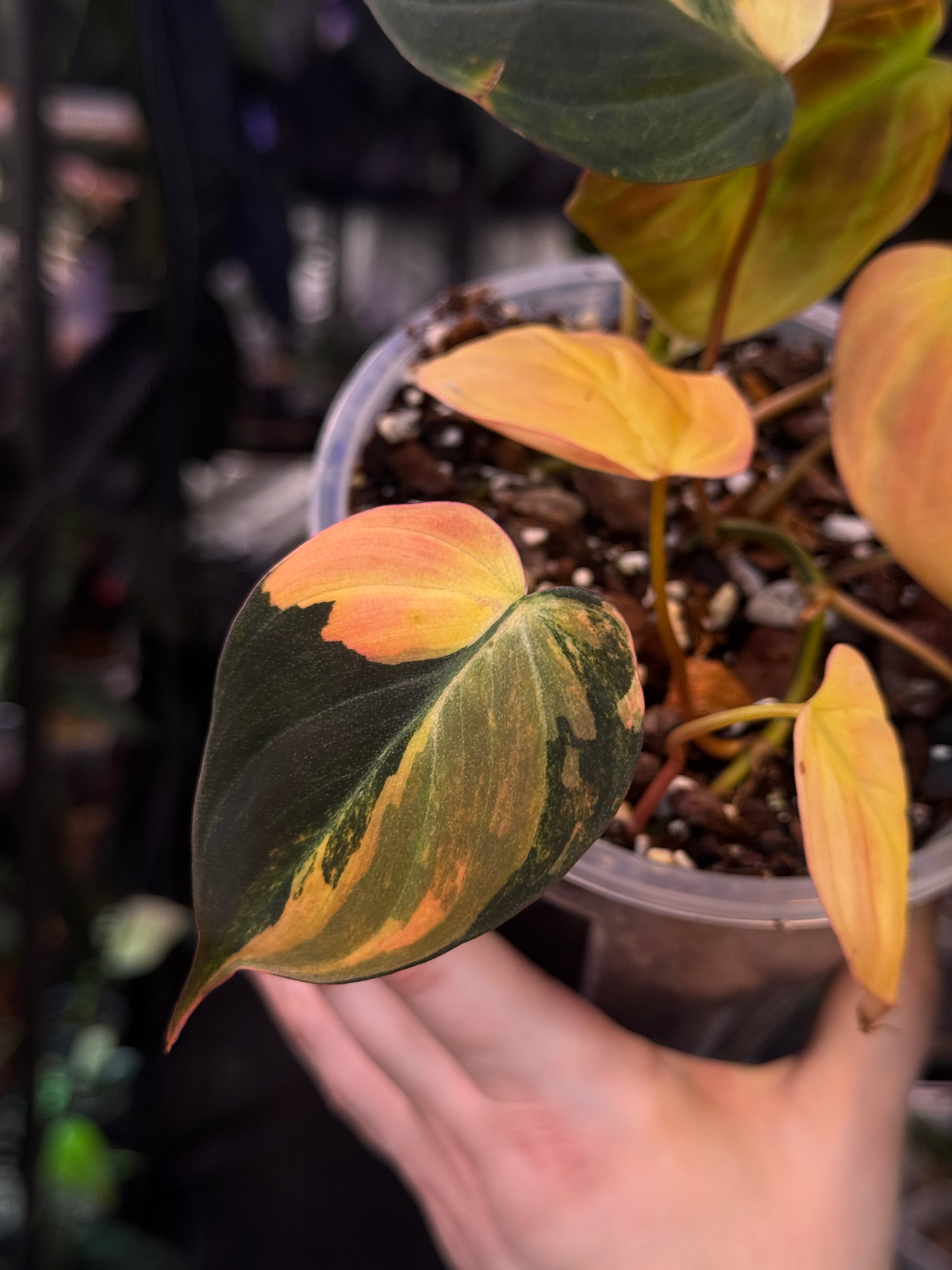 NFS: Anthurium Micans variegata (aurea)