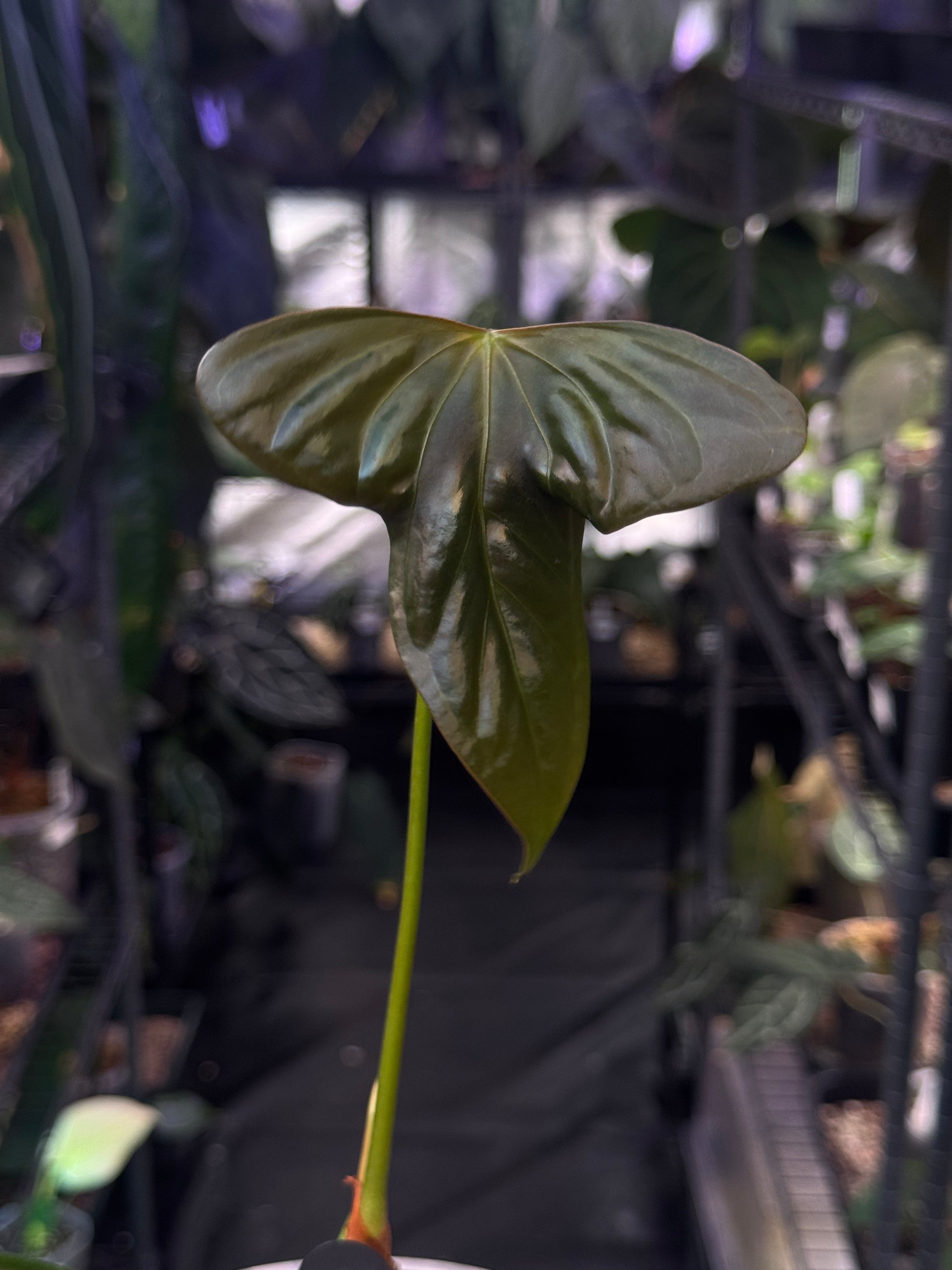 NFS: Anthurium Indo Portillae