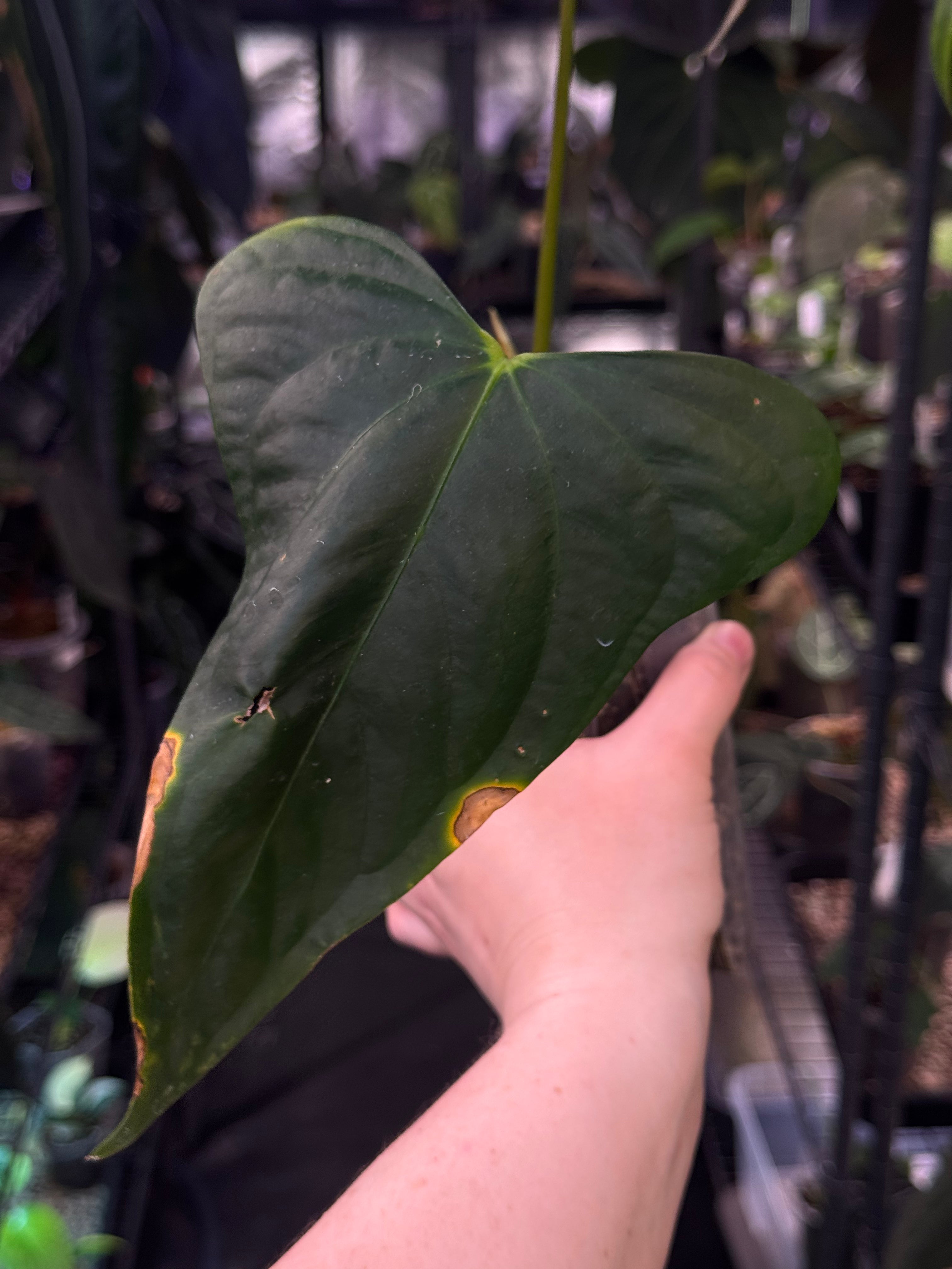 NFS: Anthurium Indo Portillae