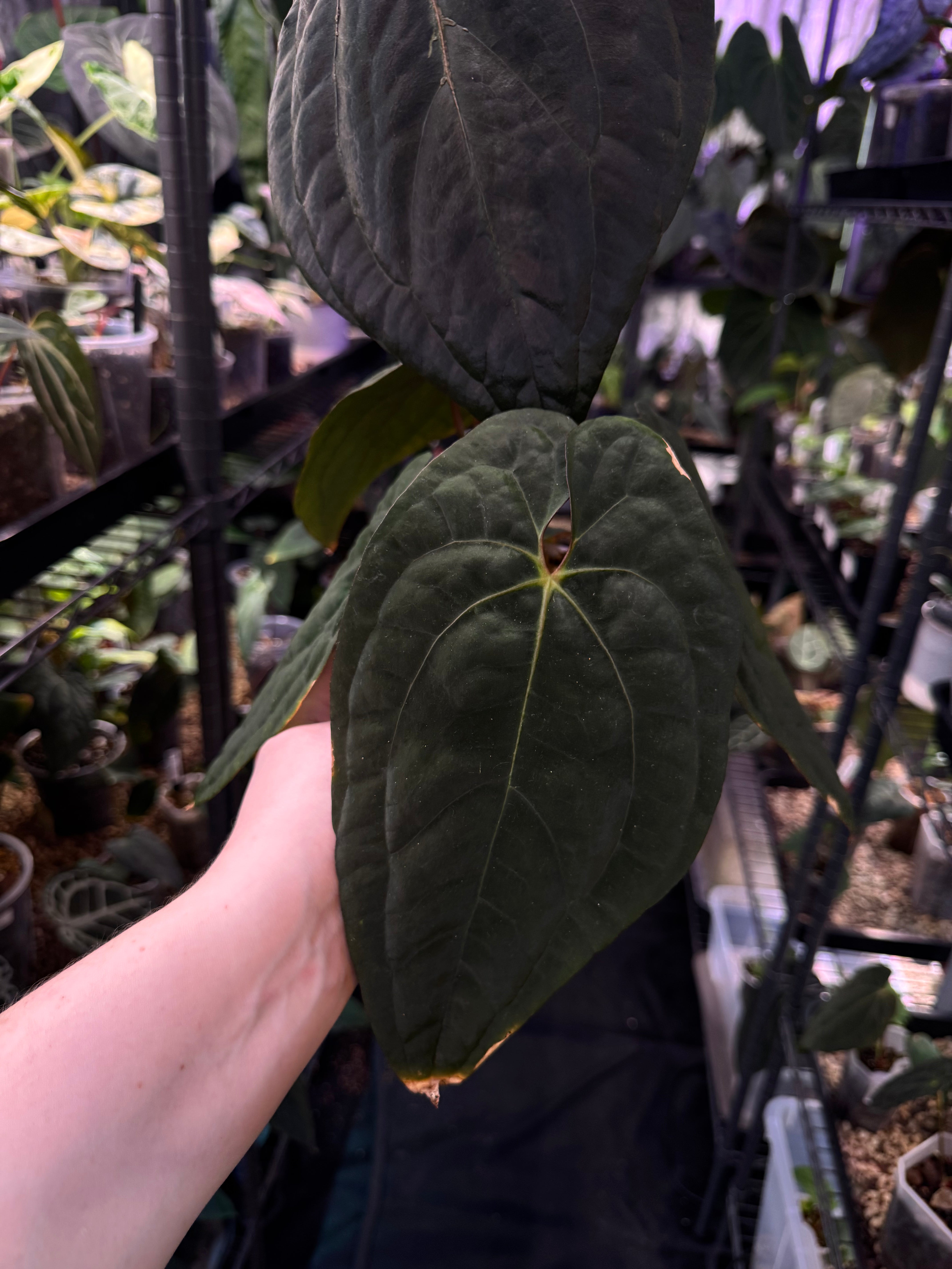 NFS: Anthurium Black Velvet Indo Type (BVIT) x Red Vein Dark Phoenix (RVDP)