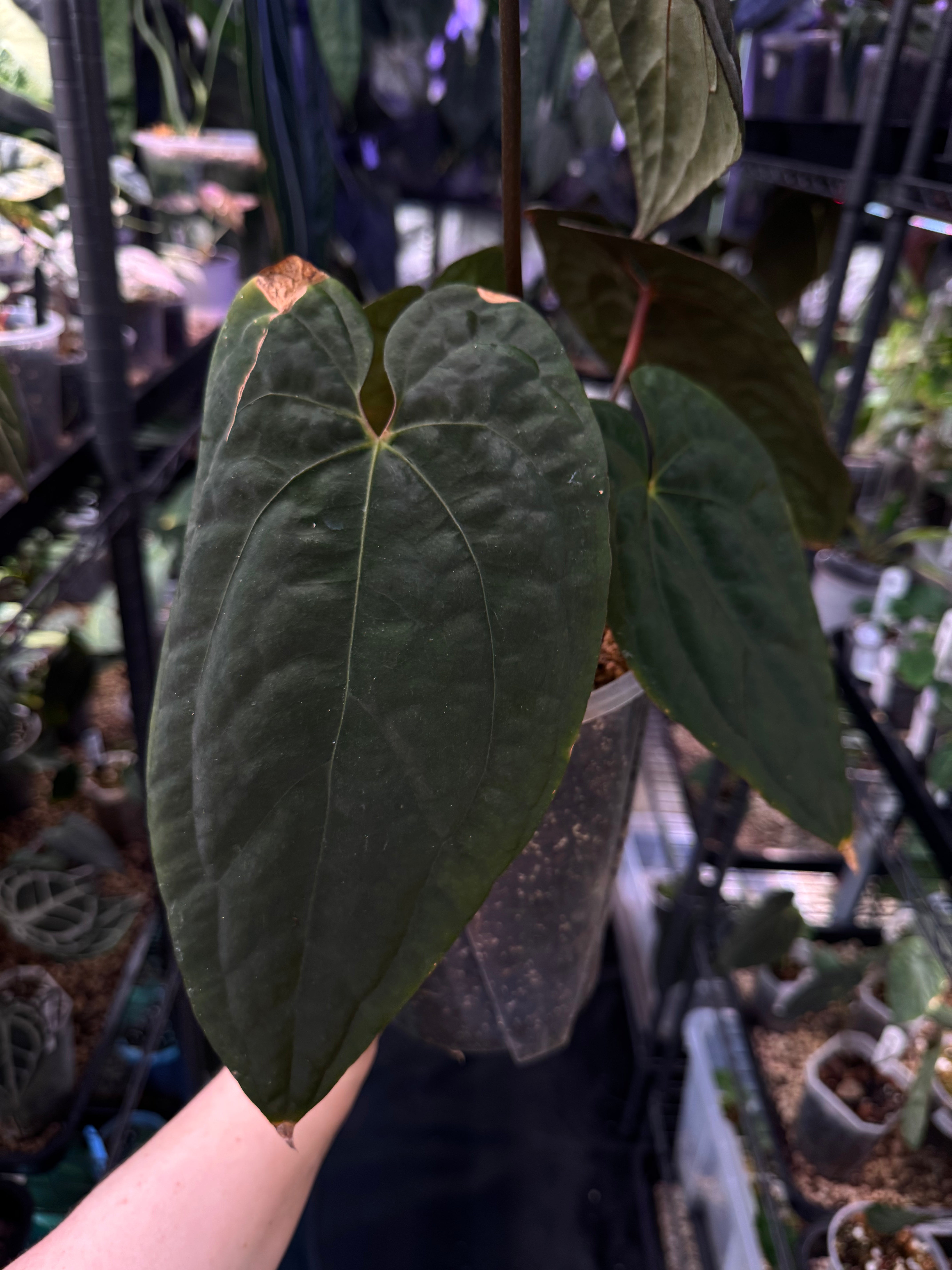 NFS: Anthurium Black Velvet Indo Type (BVIT) x Red Vein Dark Phoenix (RVDP)