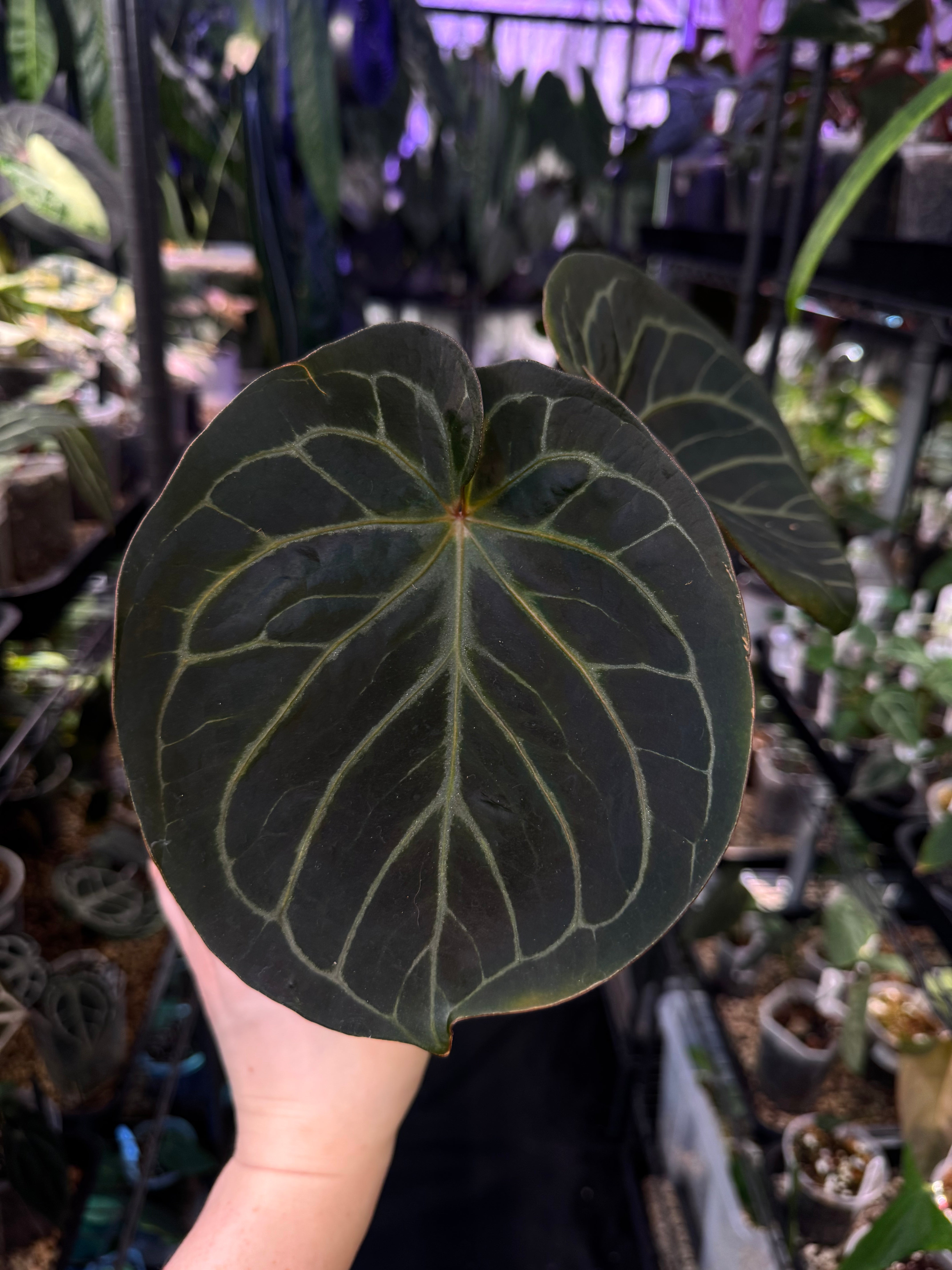 NFS: Anthurium HU x Red Crystallinum