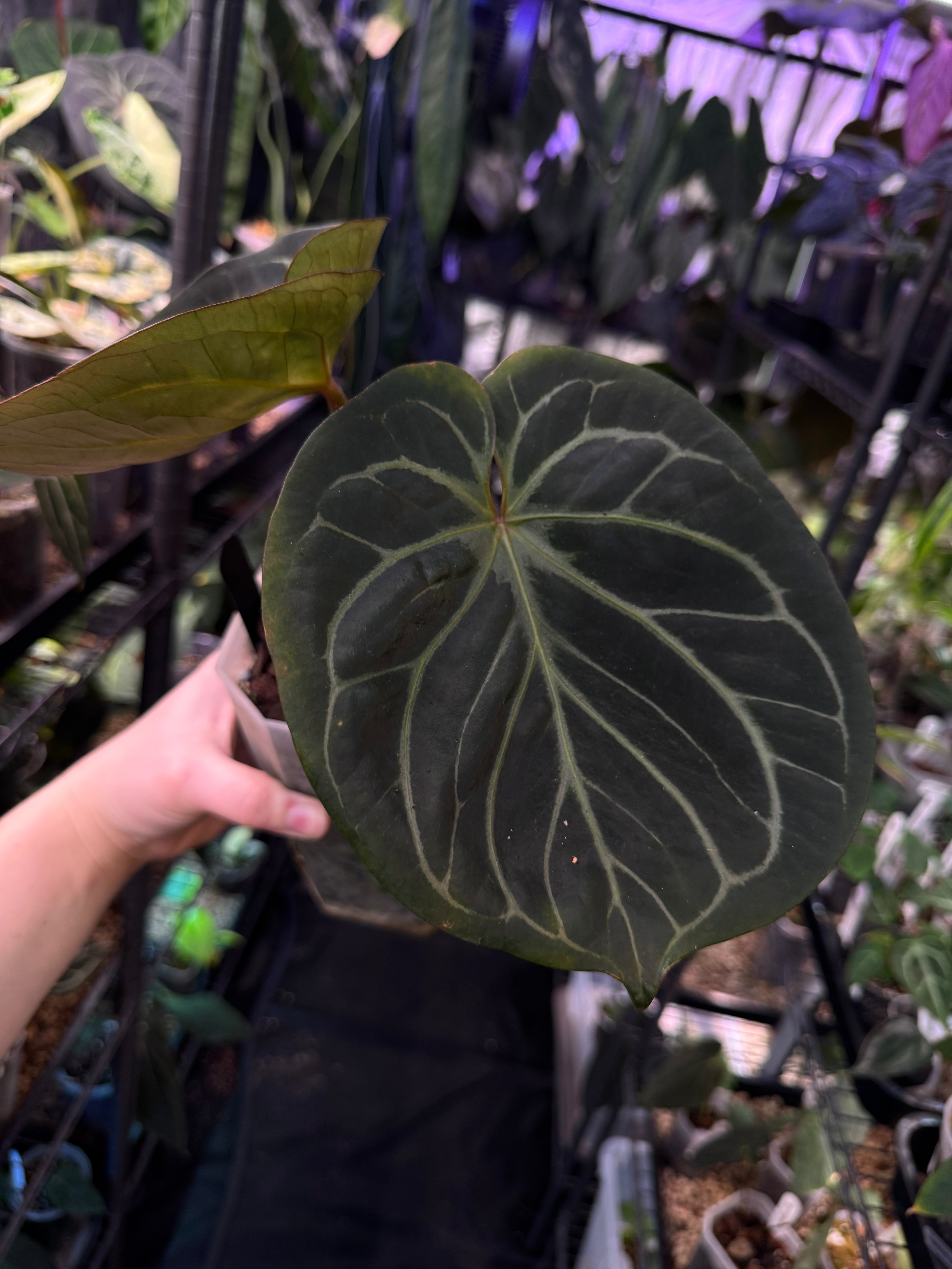 NFS: Anthurium HU x Red Crystallinum