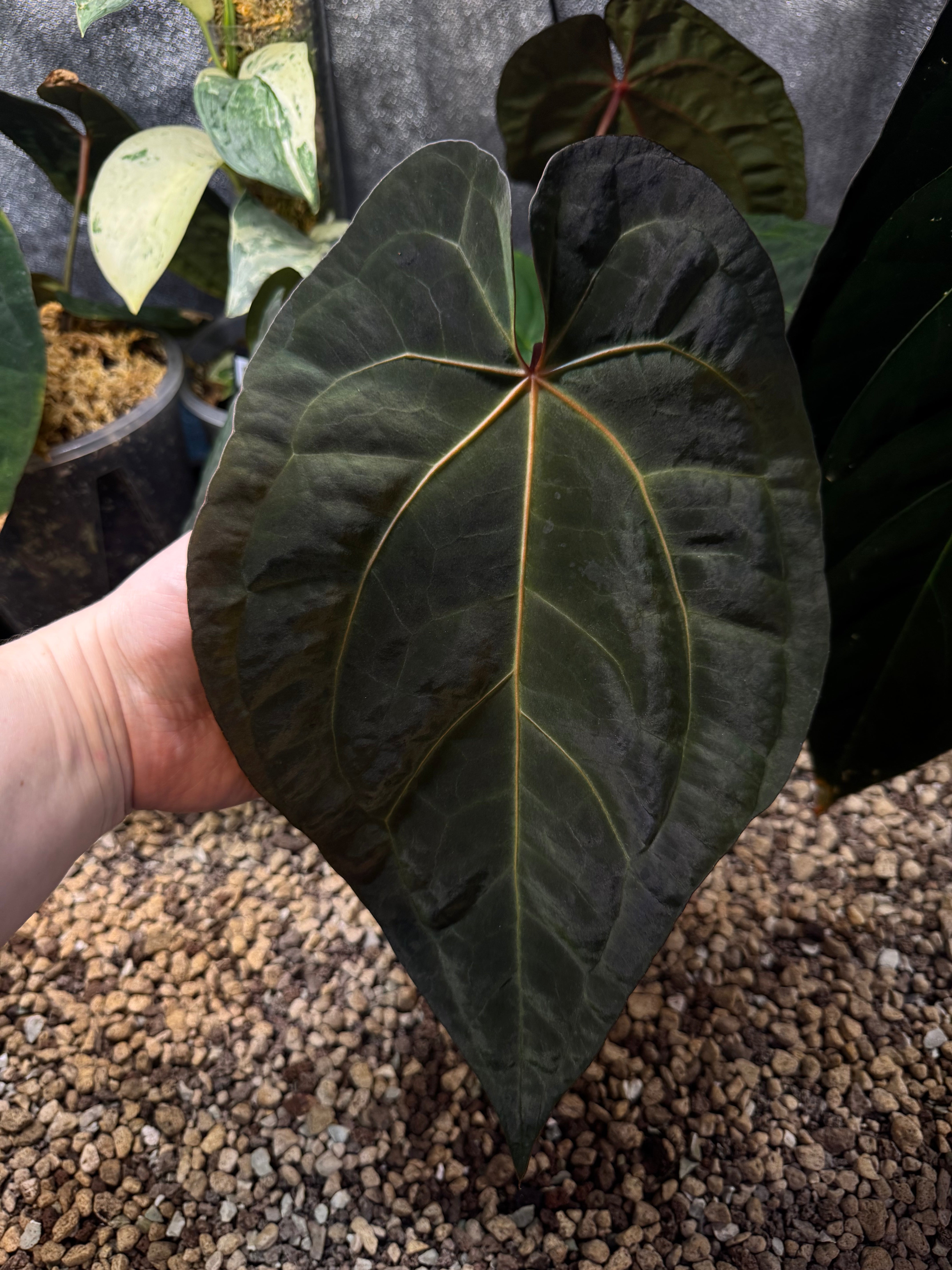 NFS: Anthurium Subsignatum x Red Vein Dark Phoenix (RVDP)