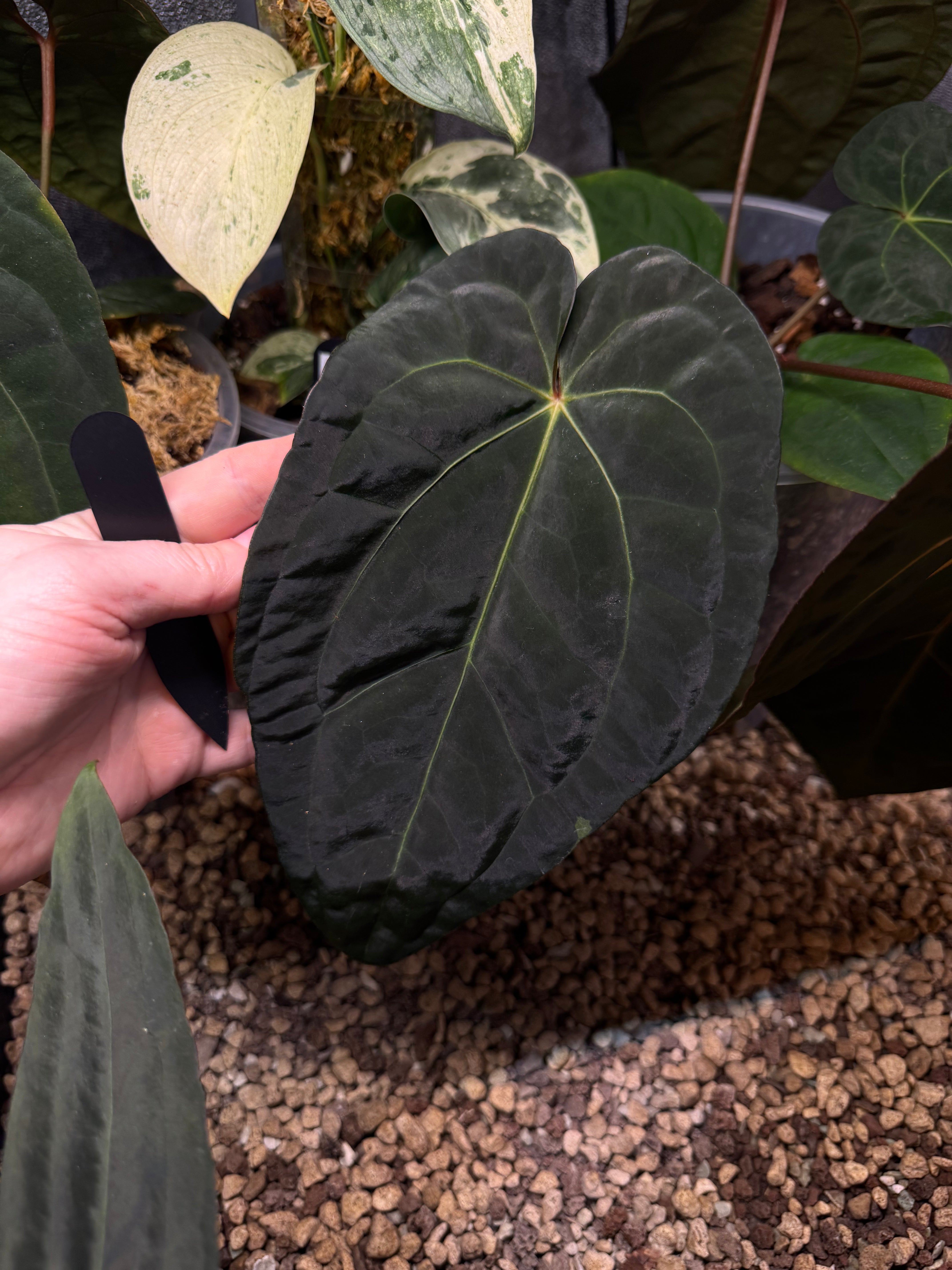 NFS: Anthurium Subsignatum x Red Vein Dark Phoenix (RVDP)