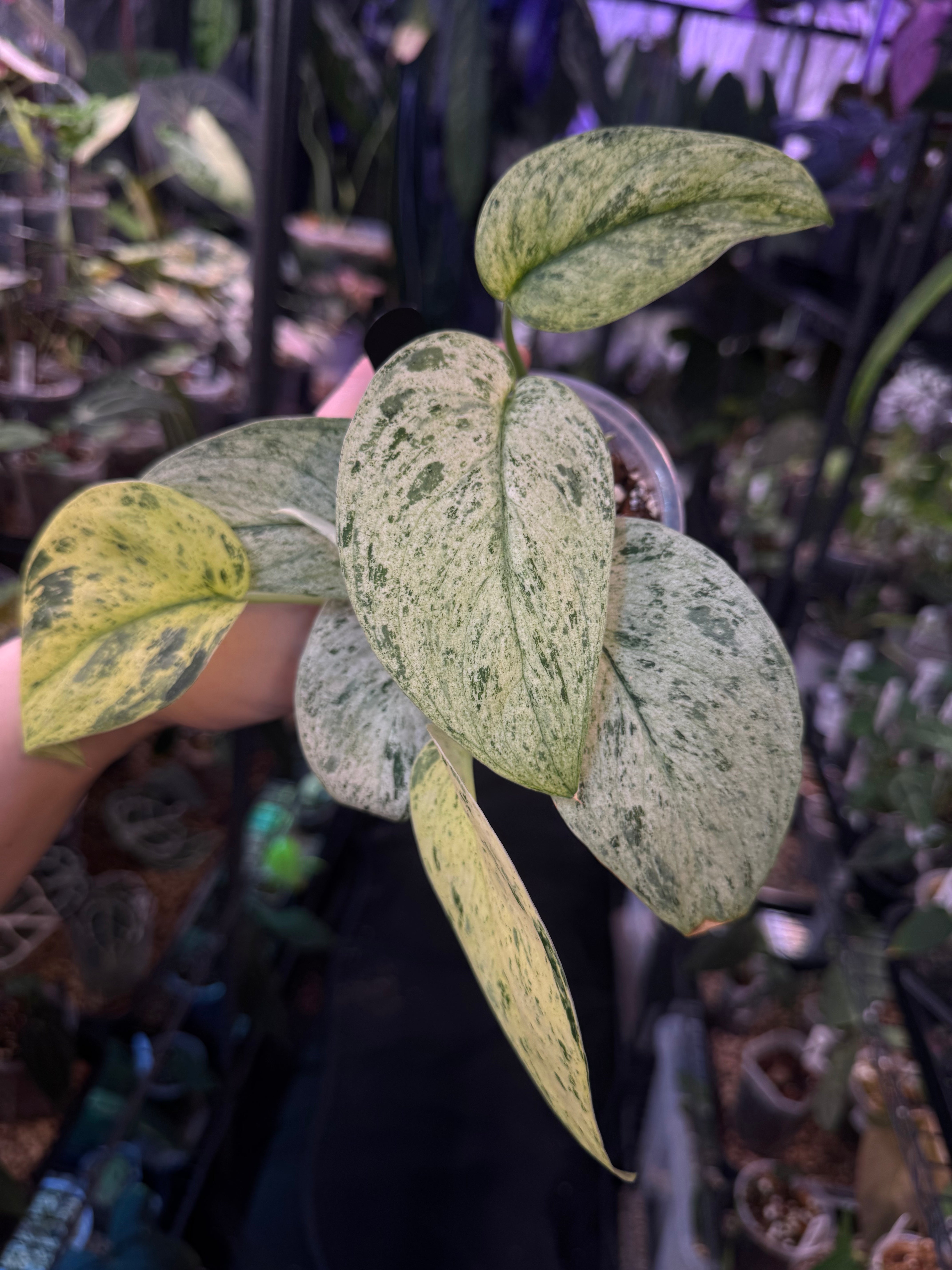 NFS: Scindapsus Jade Satin Marble Queen