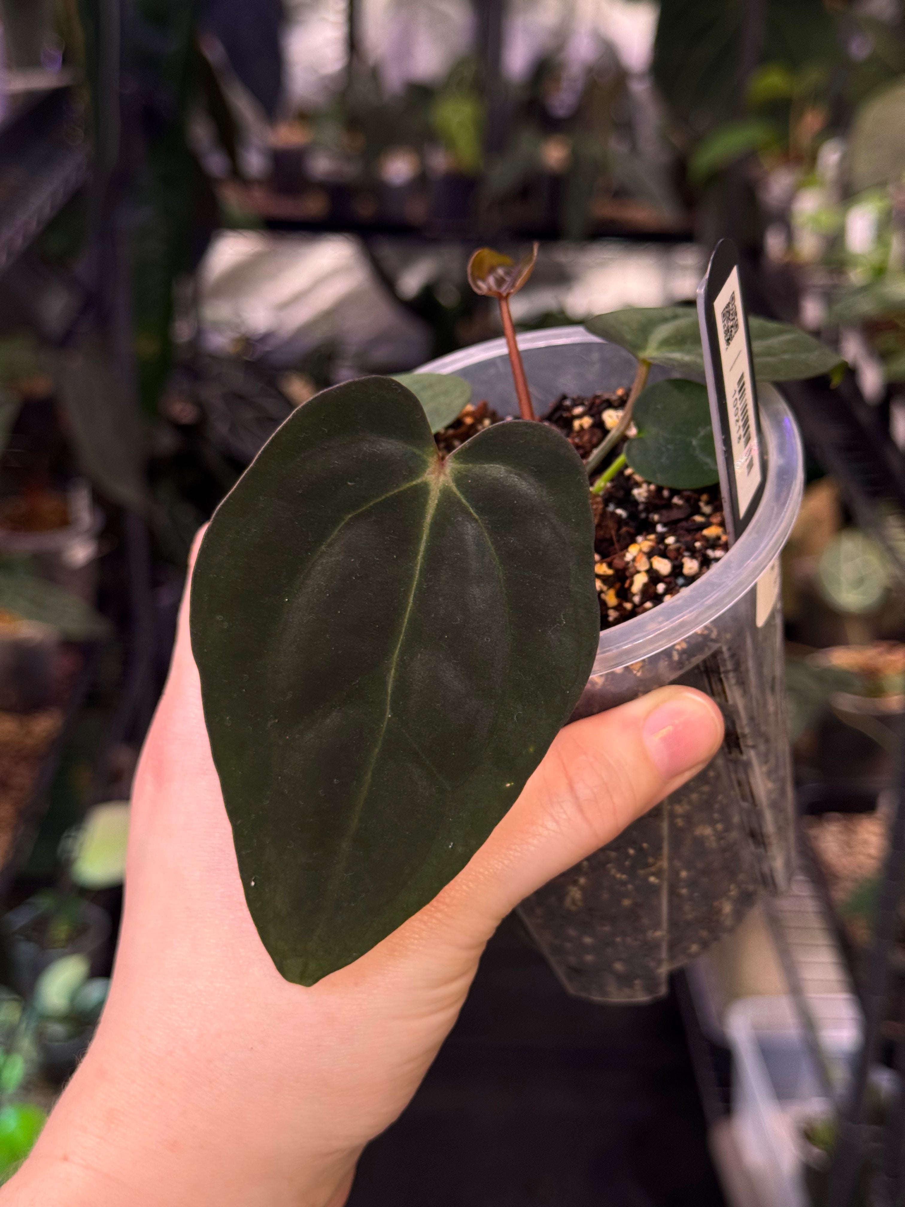 NFS: Anthurium Papillilaminum RA5 x Carlablackiae PM1