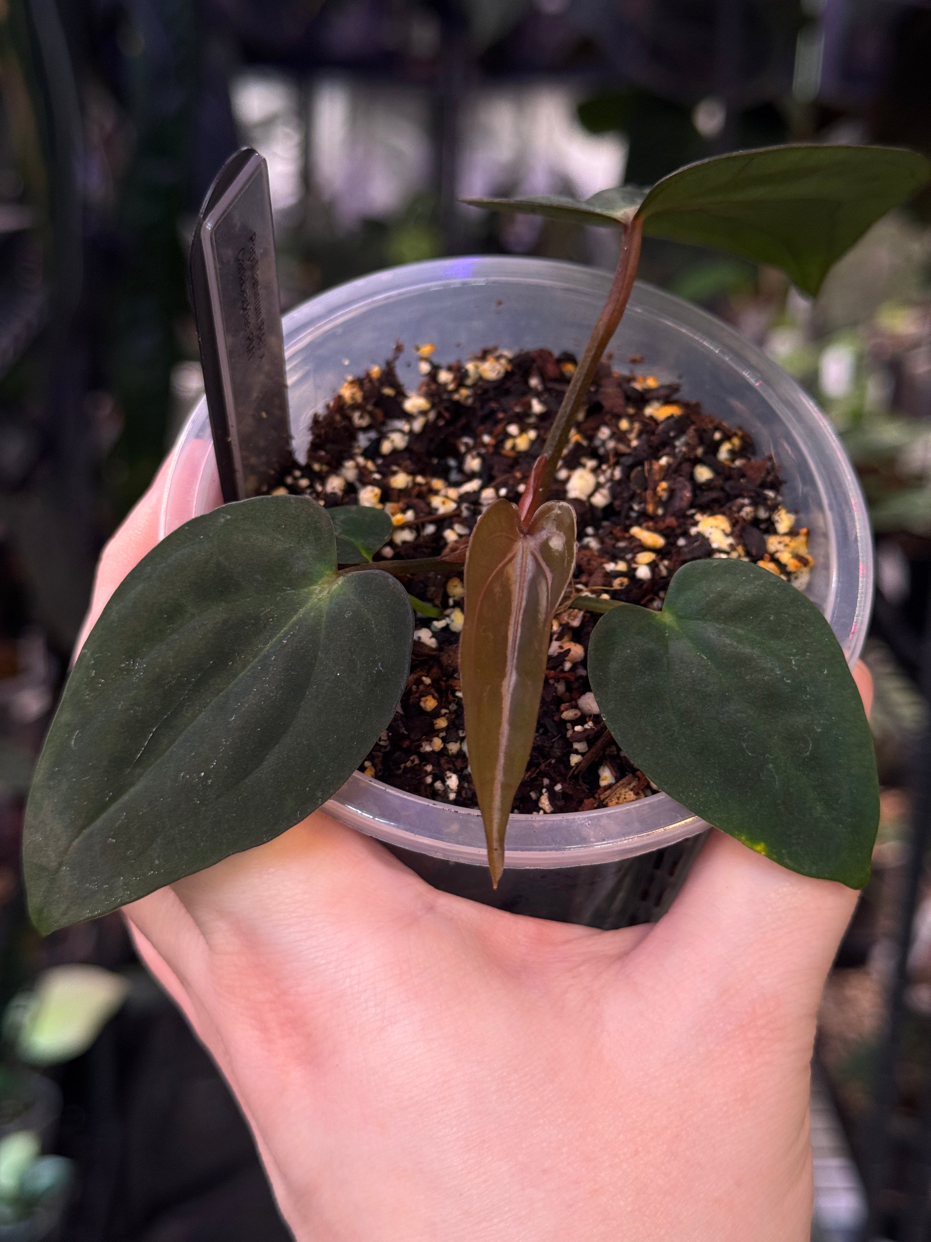 NFS: Anthurium Papillilaminum RA5 x Carlablackiae PM1