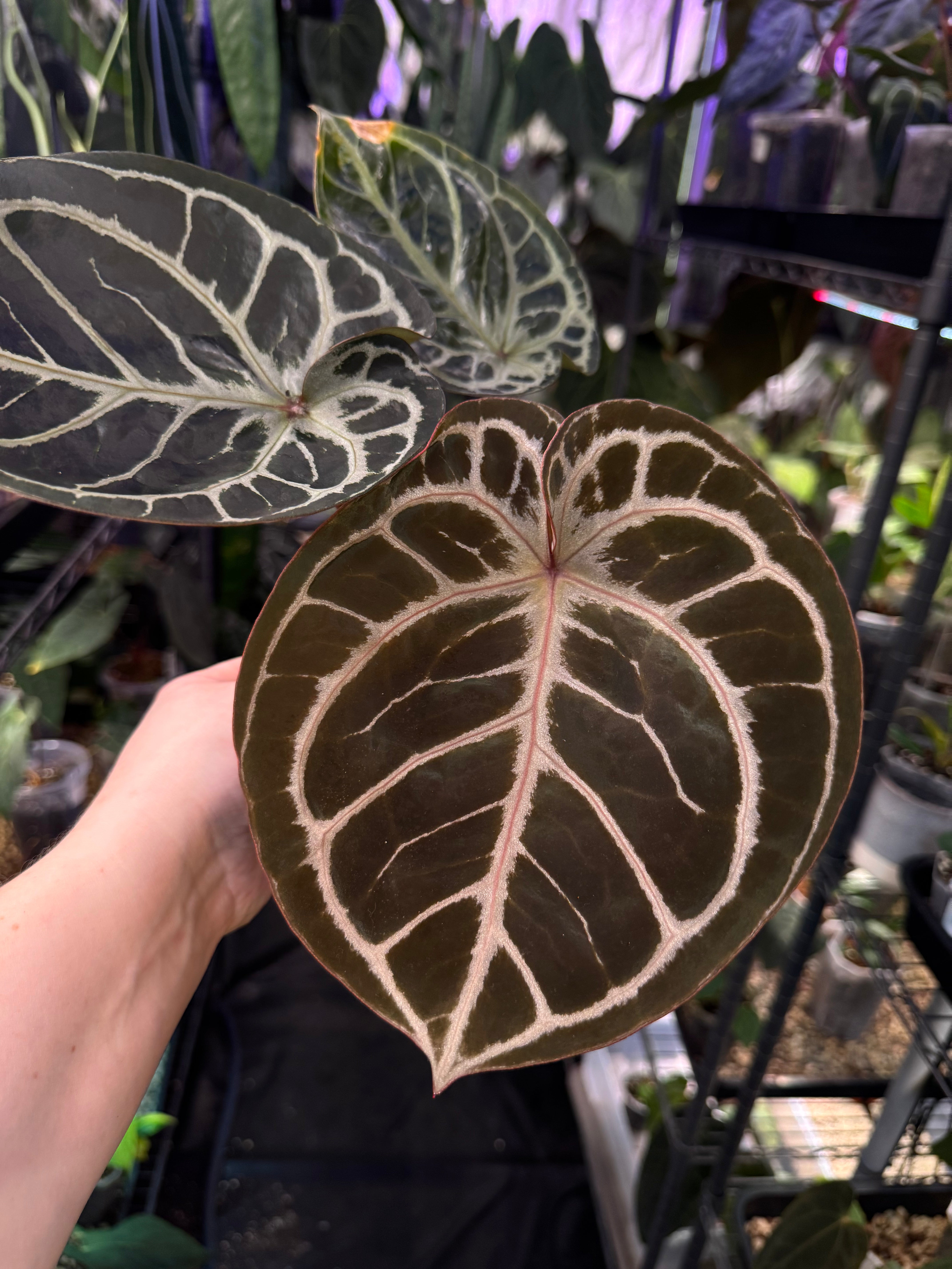 NFS: Anthurium HU x Red Crystallinum