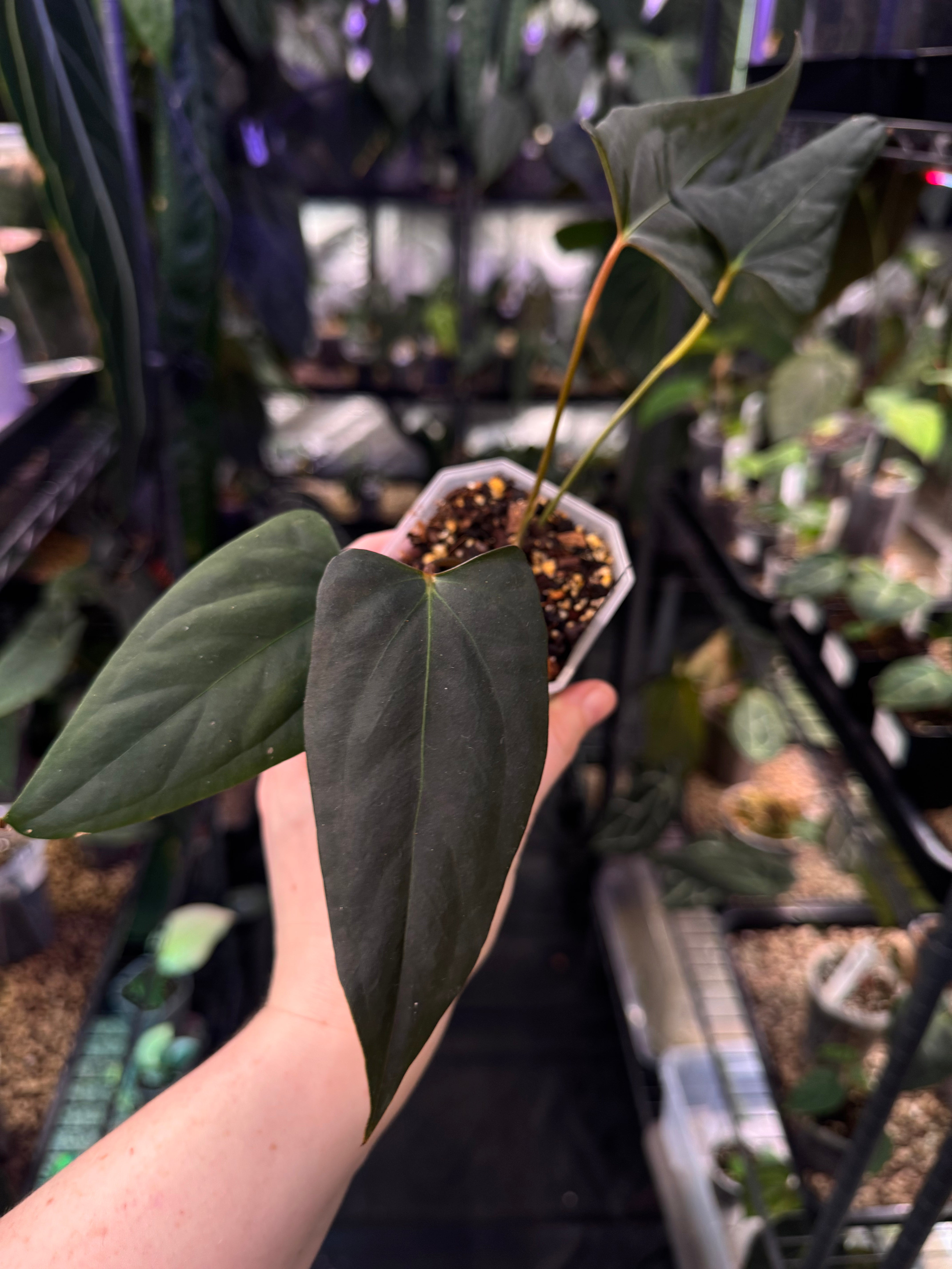 NFS: Anthurium Fort Sherman x Indo Portillae