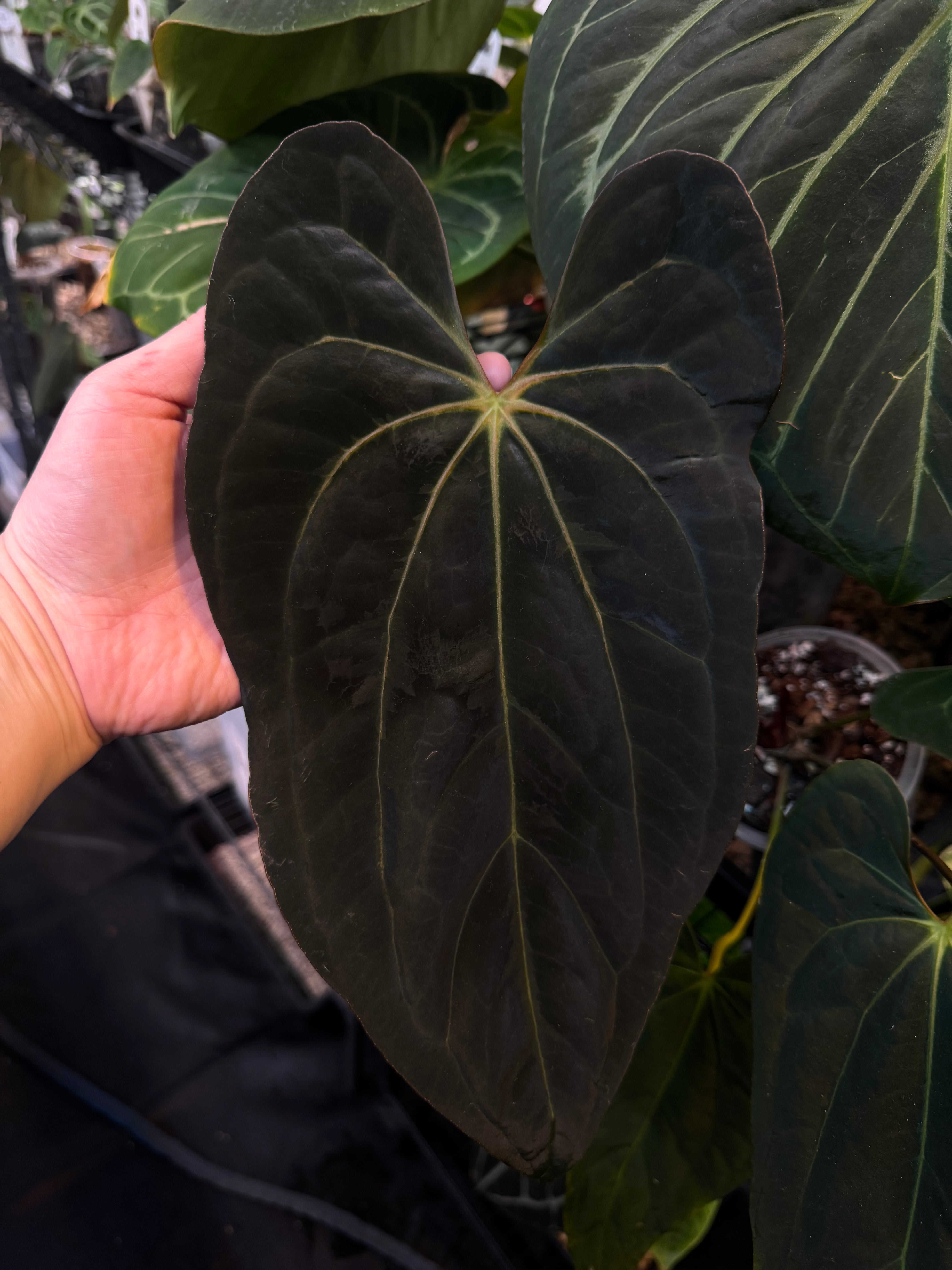 NFS: Anthurium Papillilaminum XOne