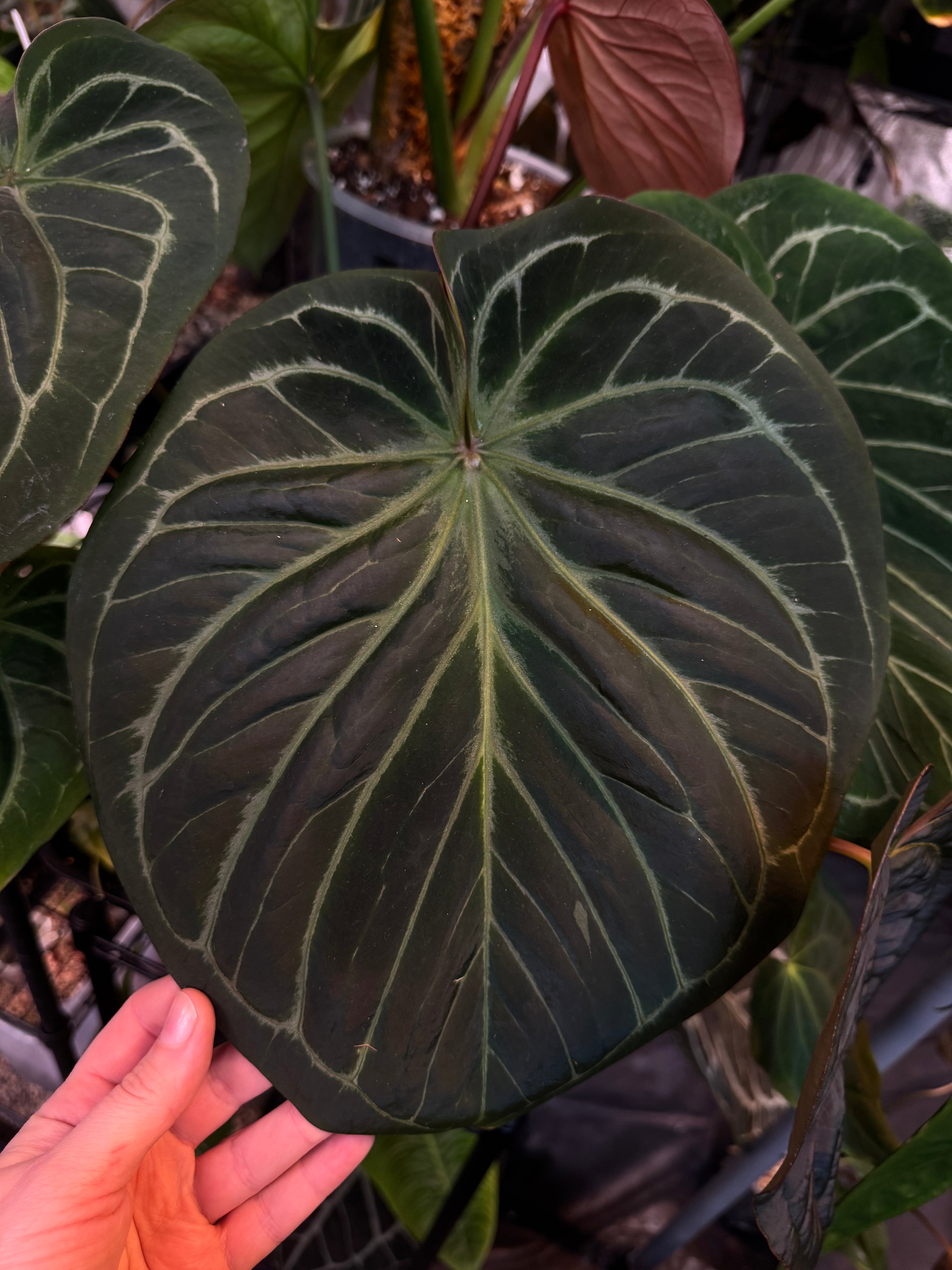 NFS: Anthurium HU (King of Spades) 'Round'