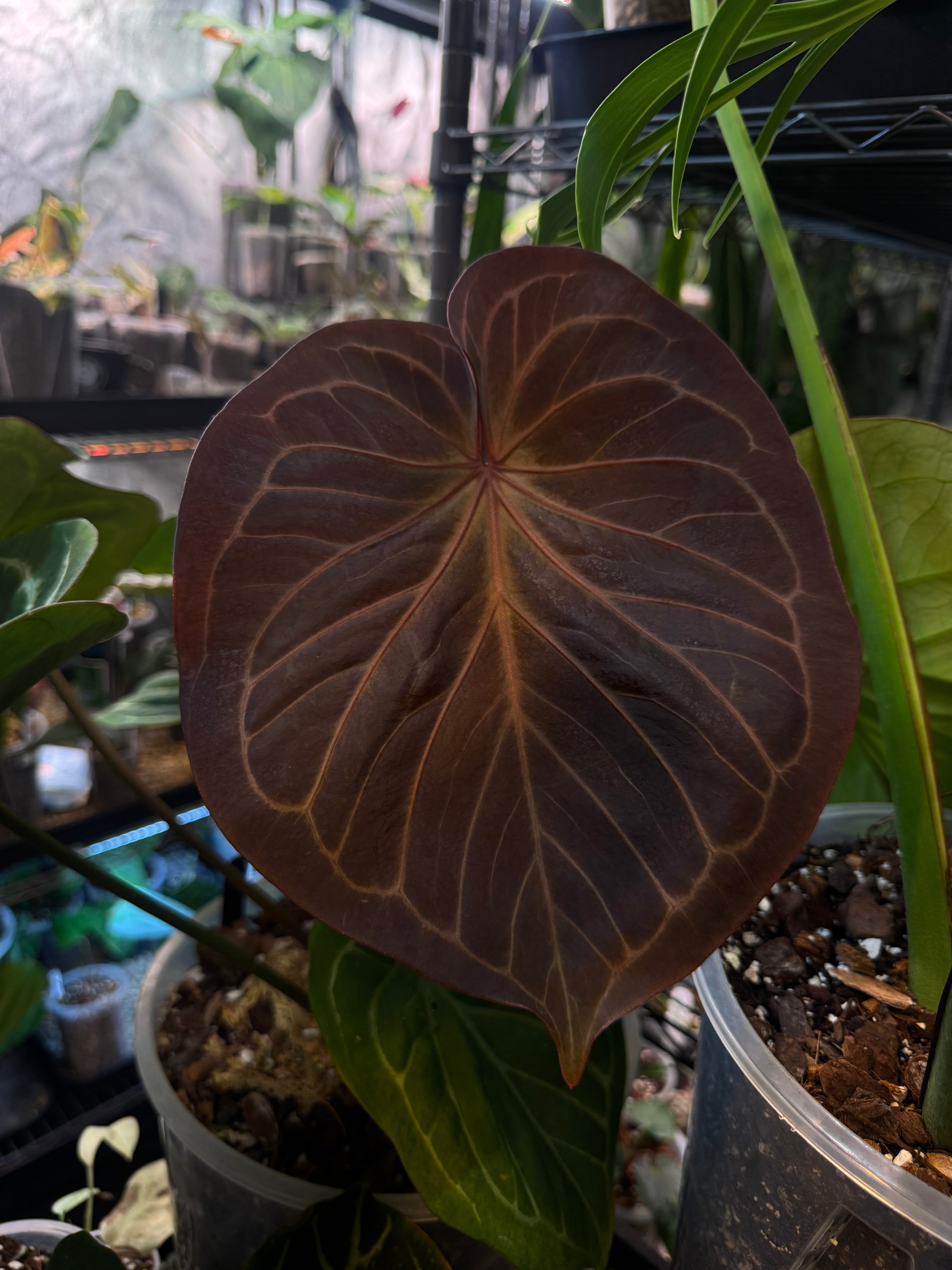 NFS: Anthurium HU (King of Spades) 'Round'