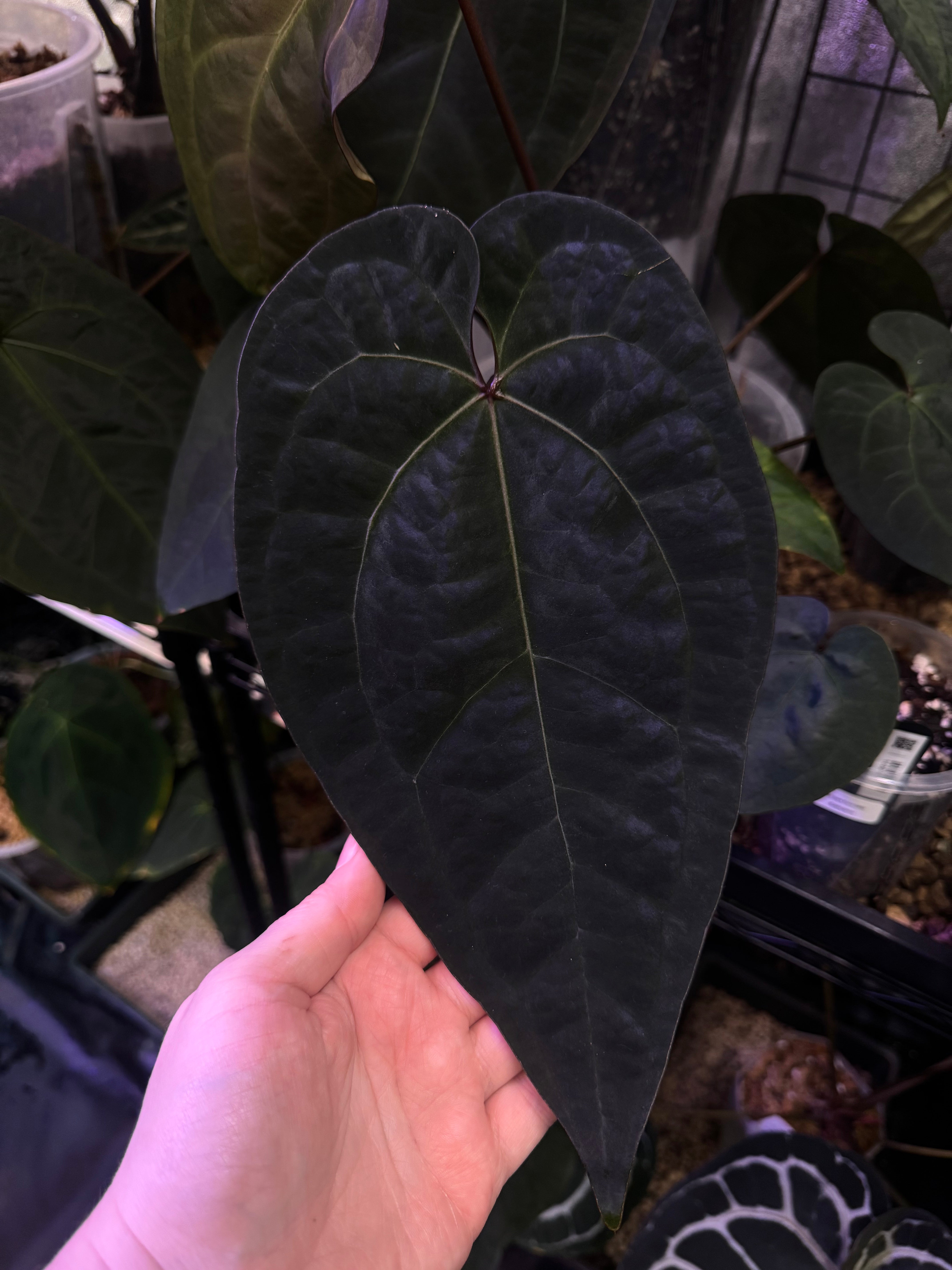 NFS: Anthurium Ace of Spades (SKG)