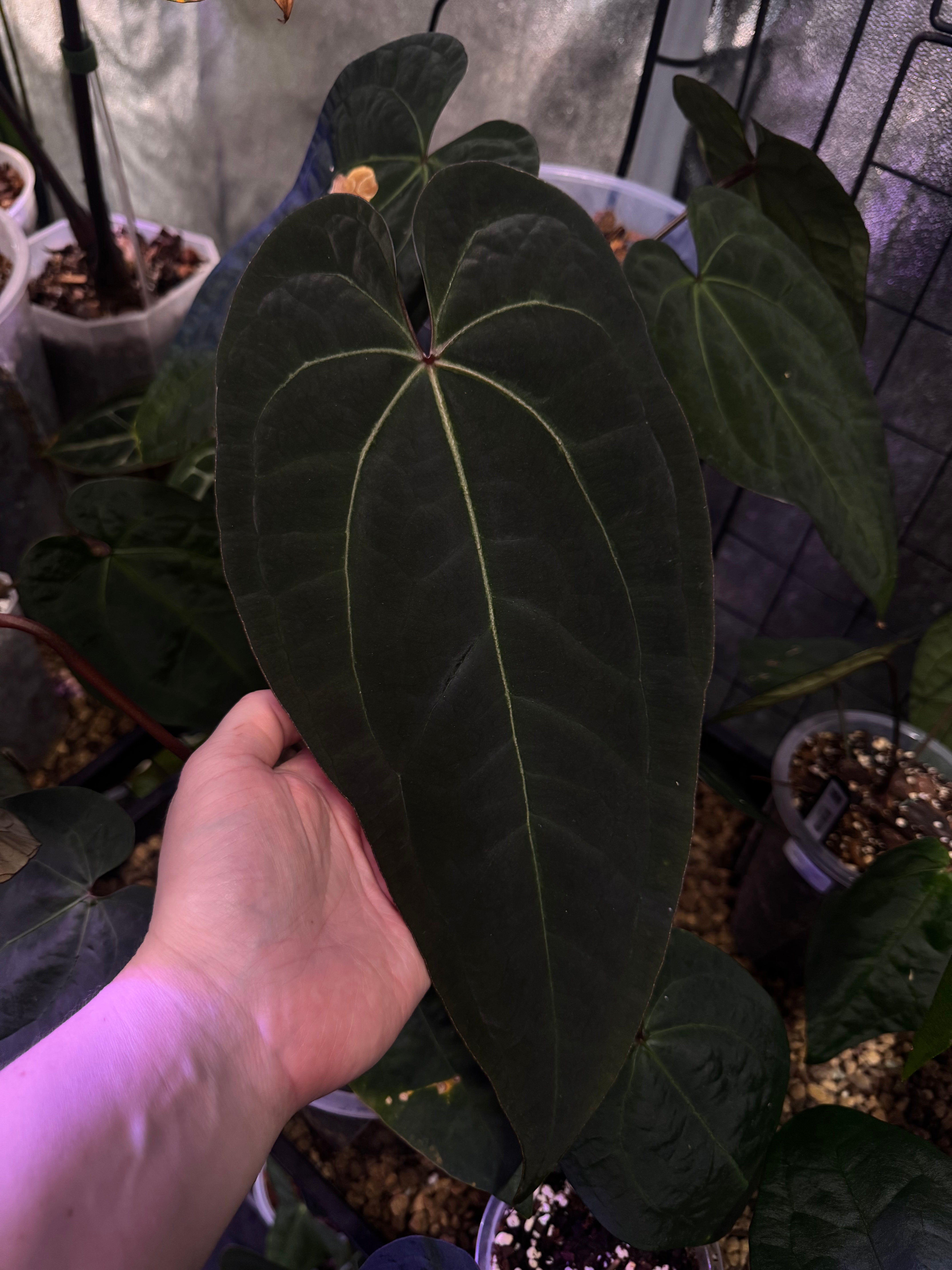 NFS: Anthurium Ace of Spades (SKG)