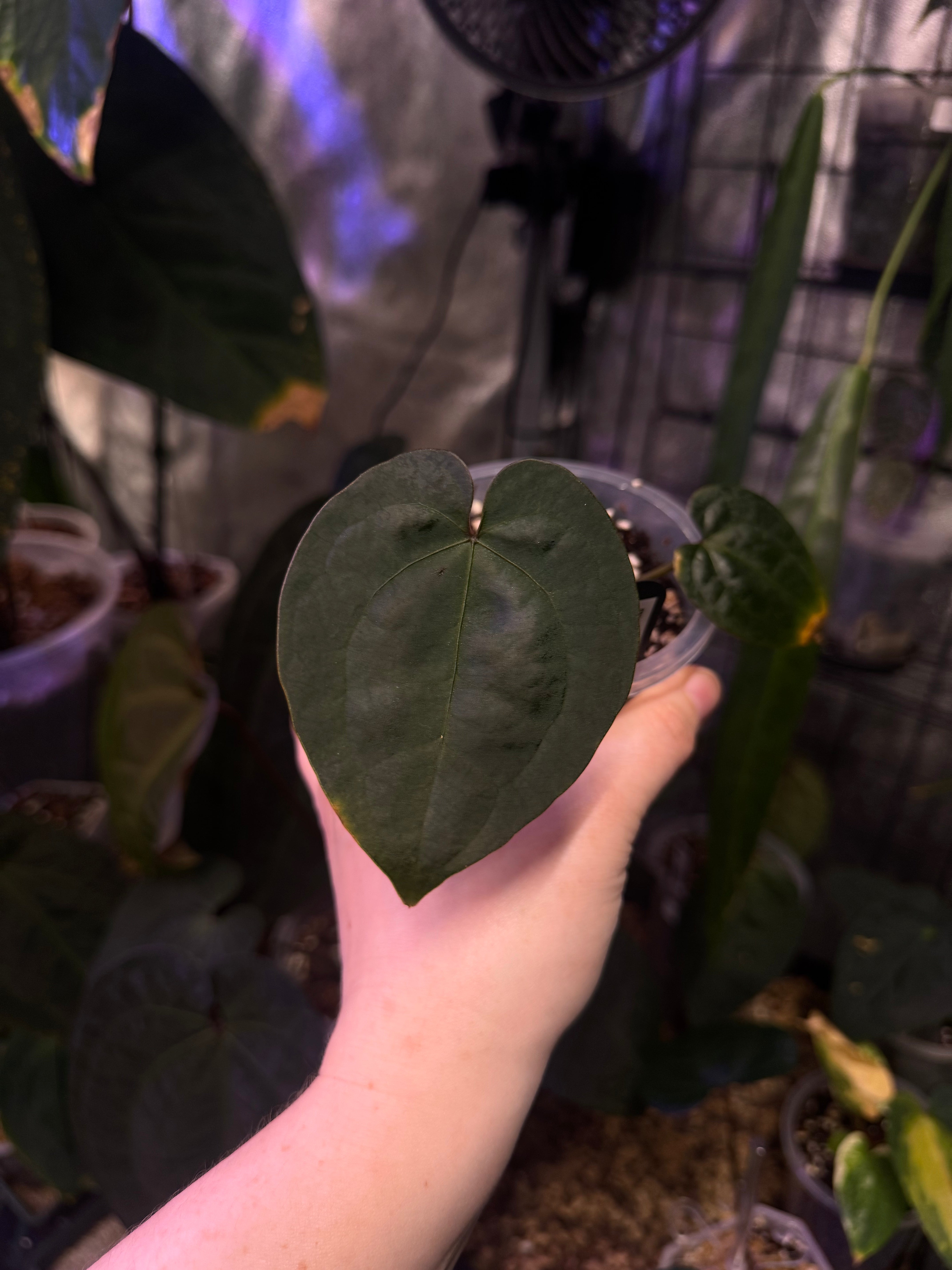 NFS: Anthurium Ace of Spades (SKG)