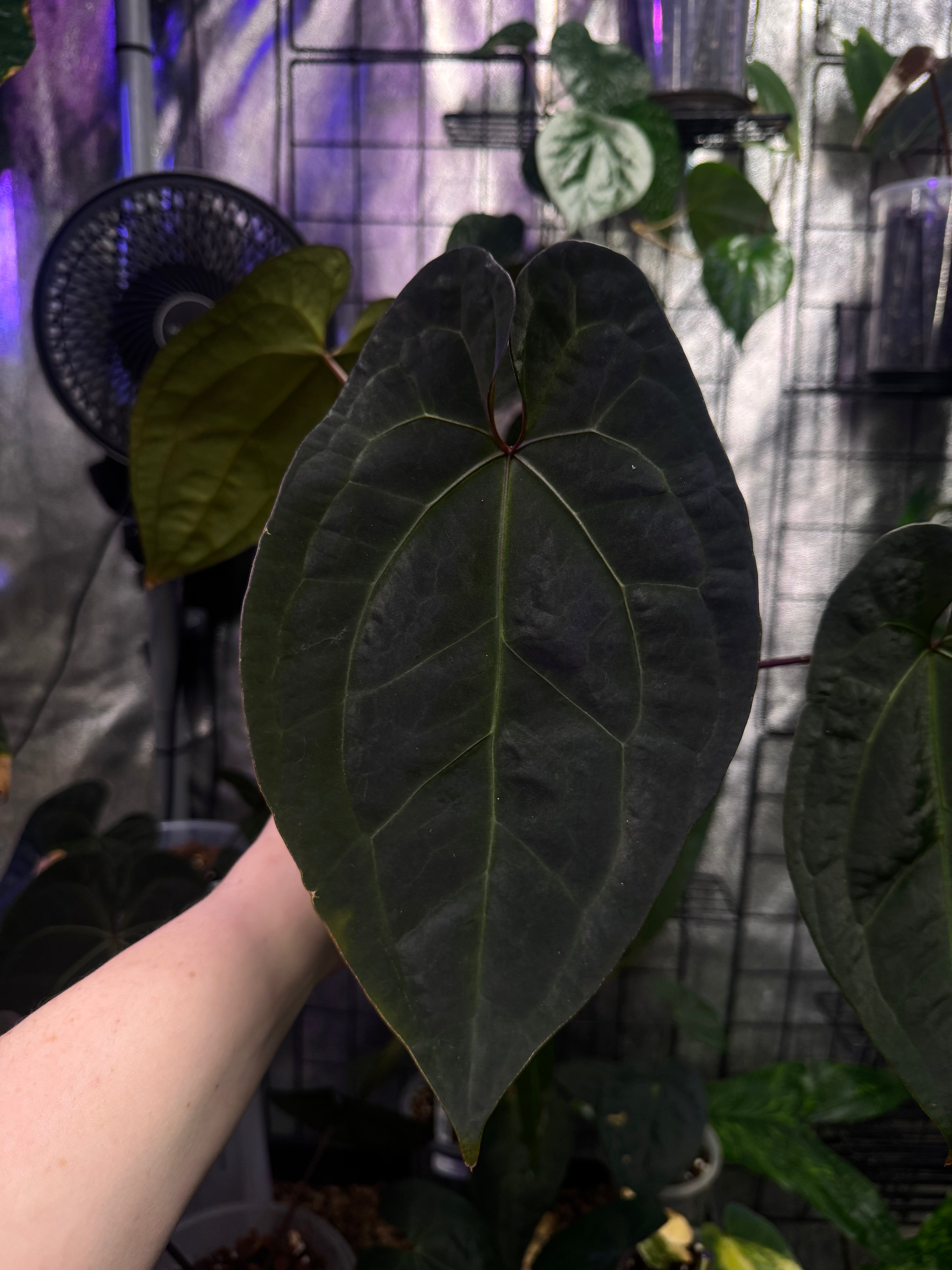 NFS: Anthurium Ace of Spades Dark Form (Wuhoo)