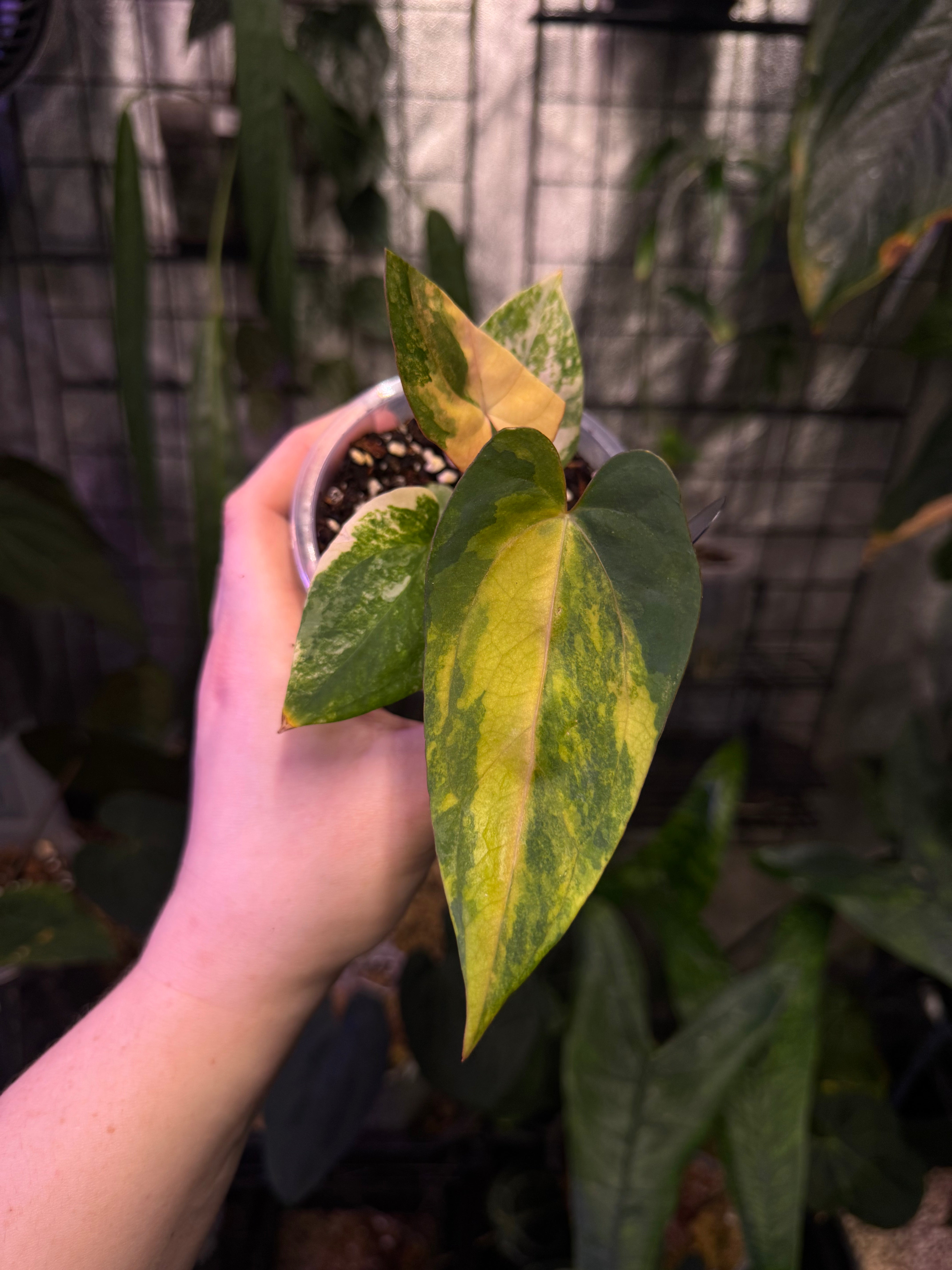 NFS: Anthurium Ace of Spades x Indo Portillae Variegata