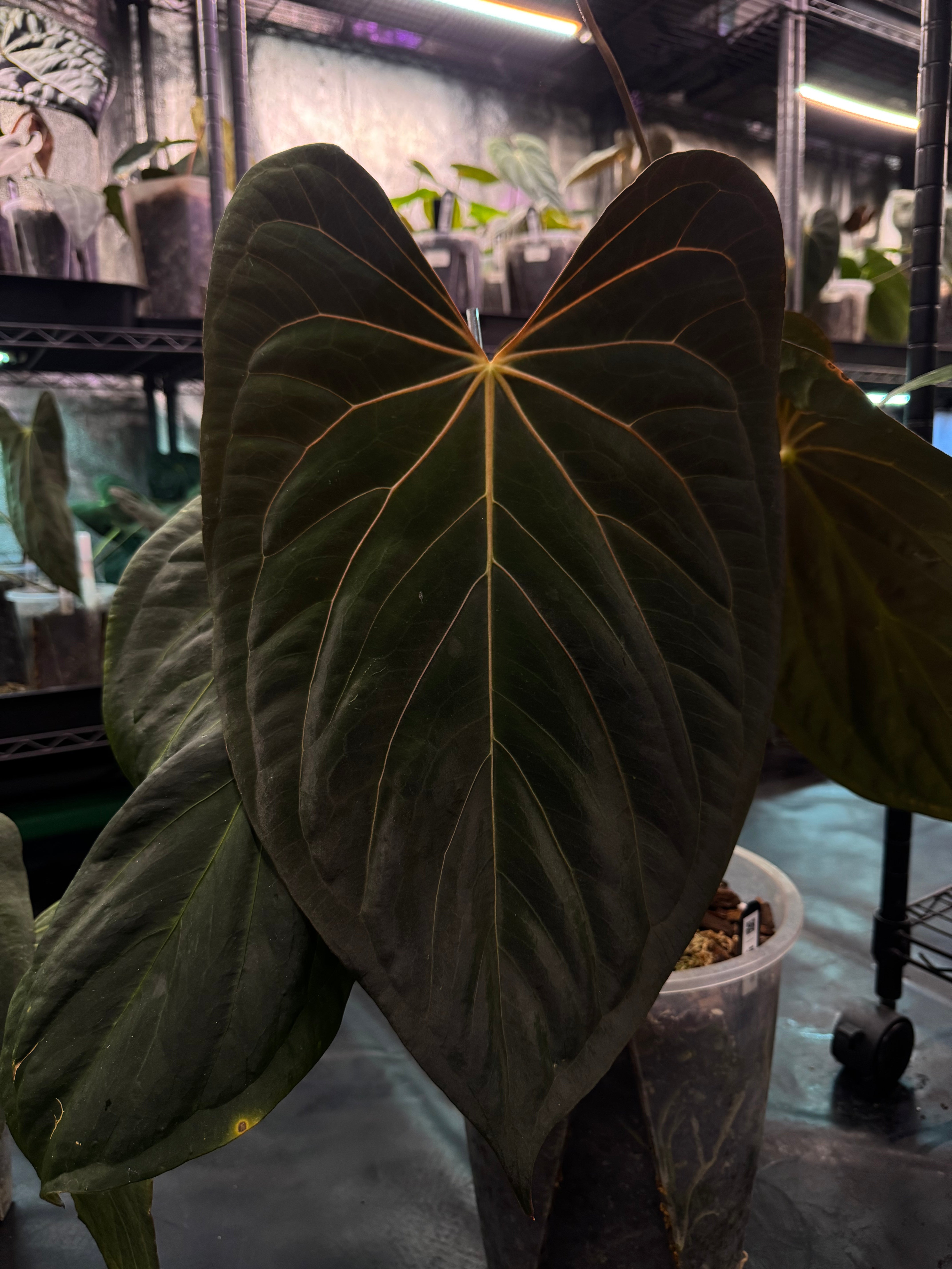 NFS: Anthurium Fort Sherman x self