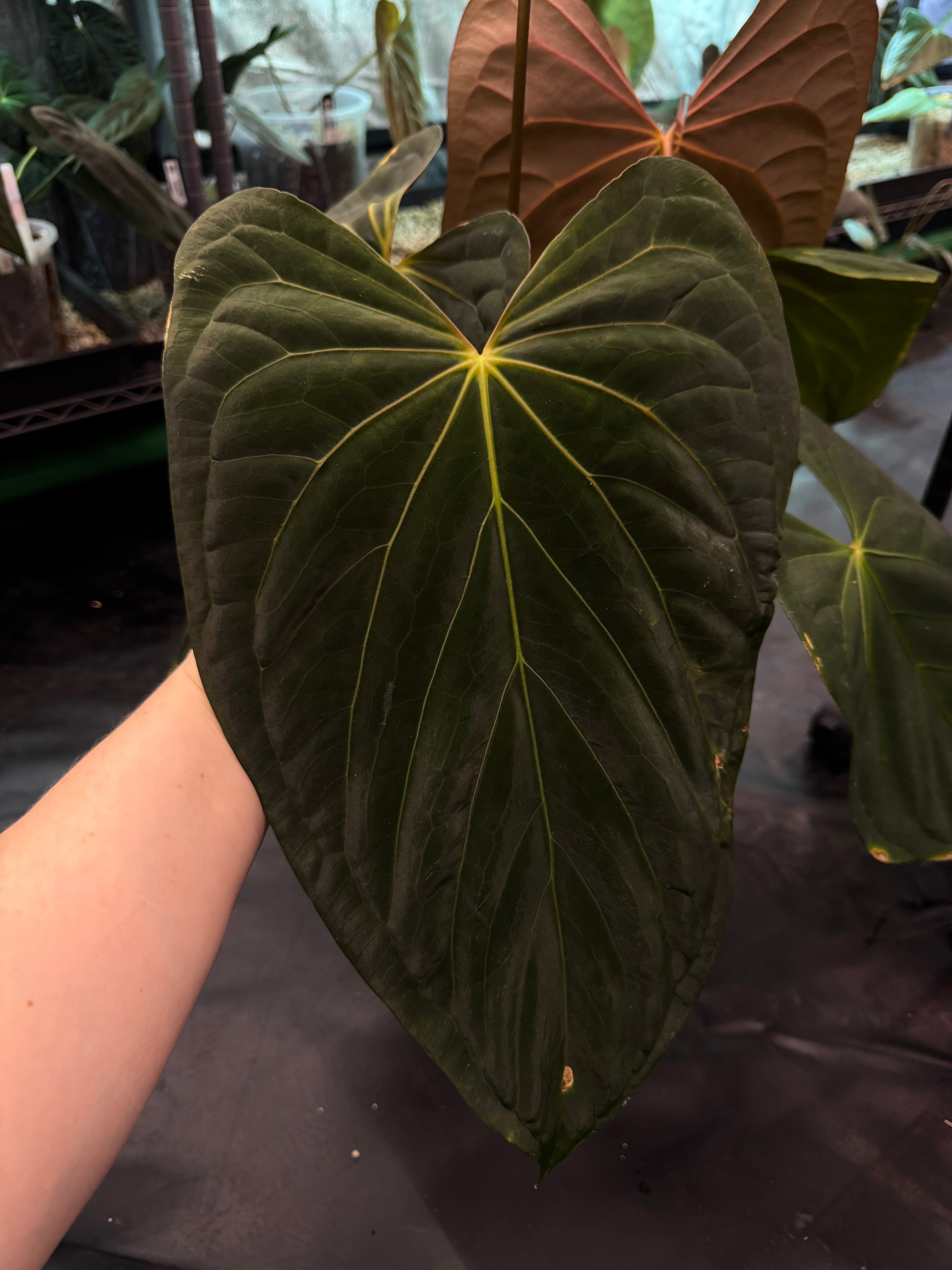 NFS: Anthurium Fort Sherman x self